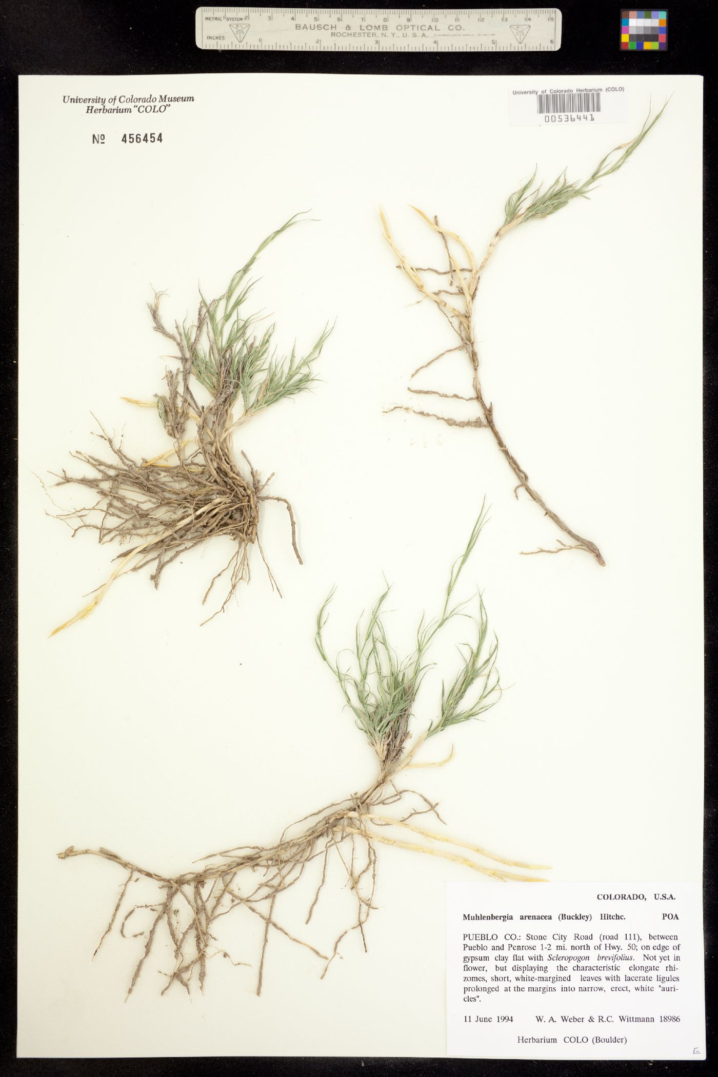 Muhlenbergia arenacea image