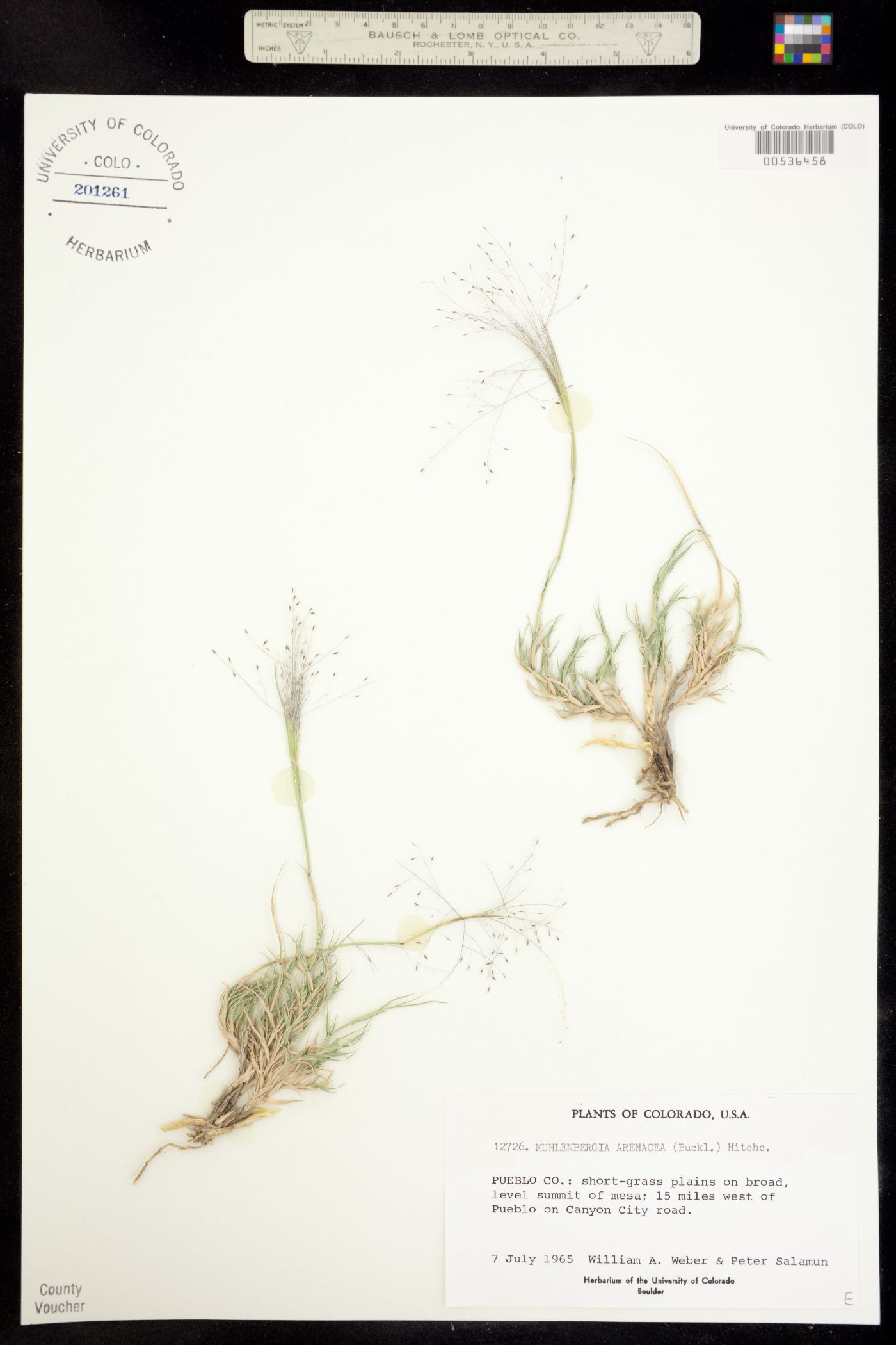 Muhlenbergia arenacea image