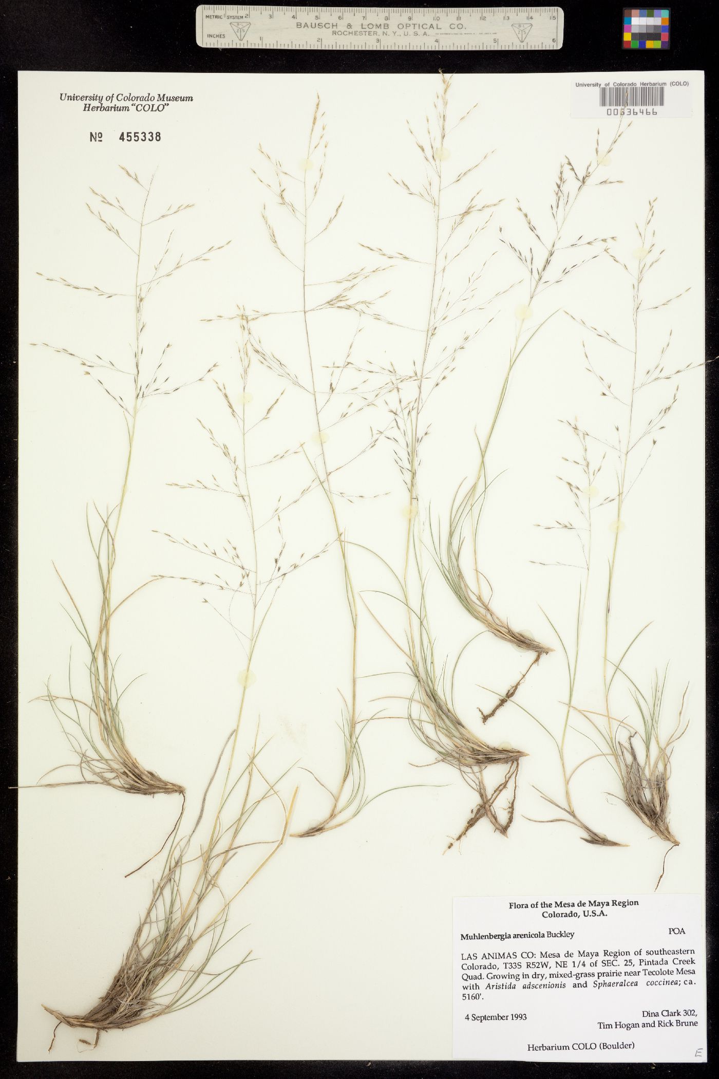 Muhlenbergia arenicola image