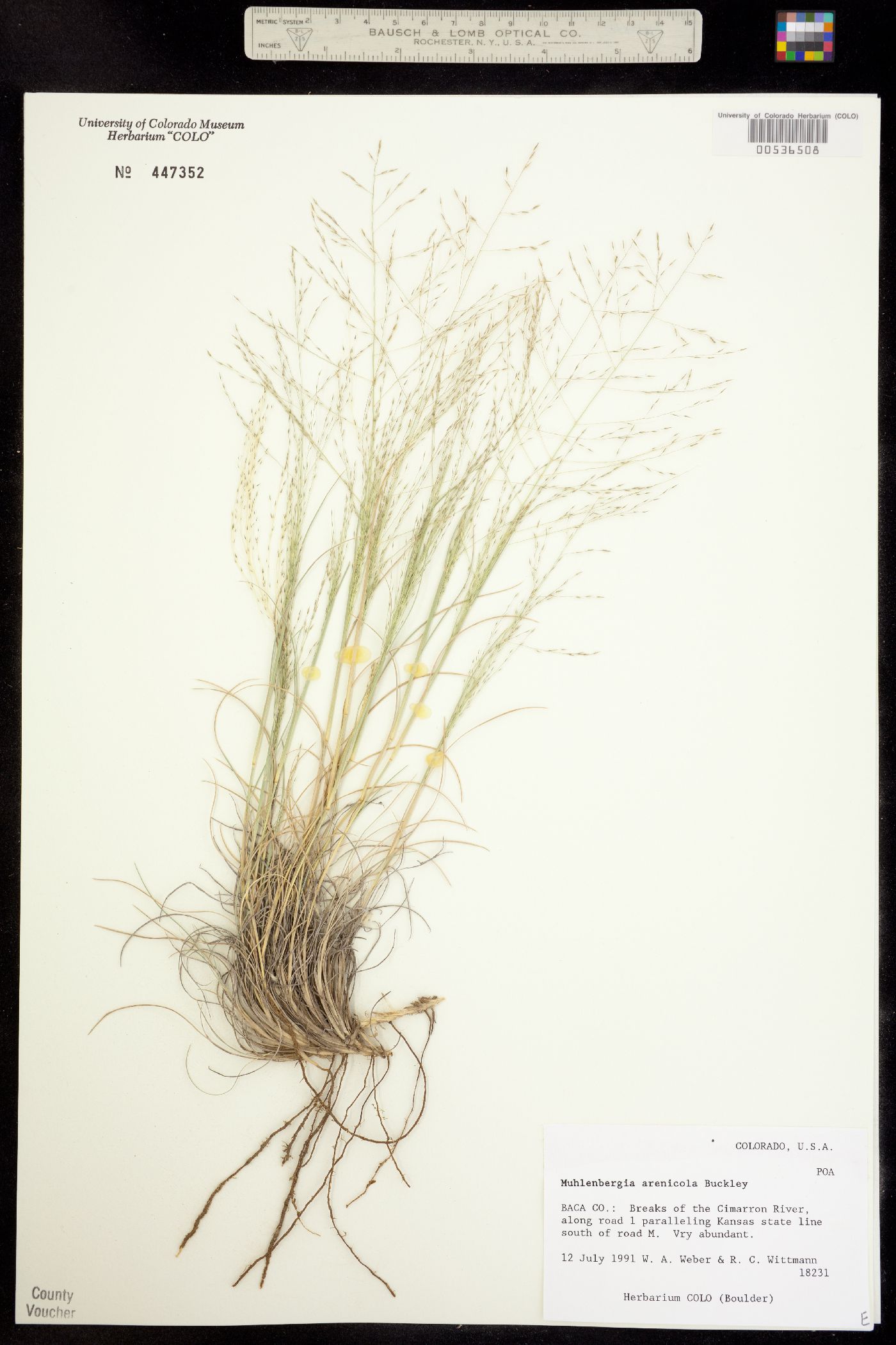 Muhlenbergia arenicola image