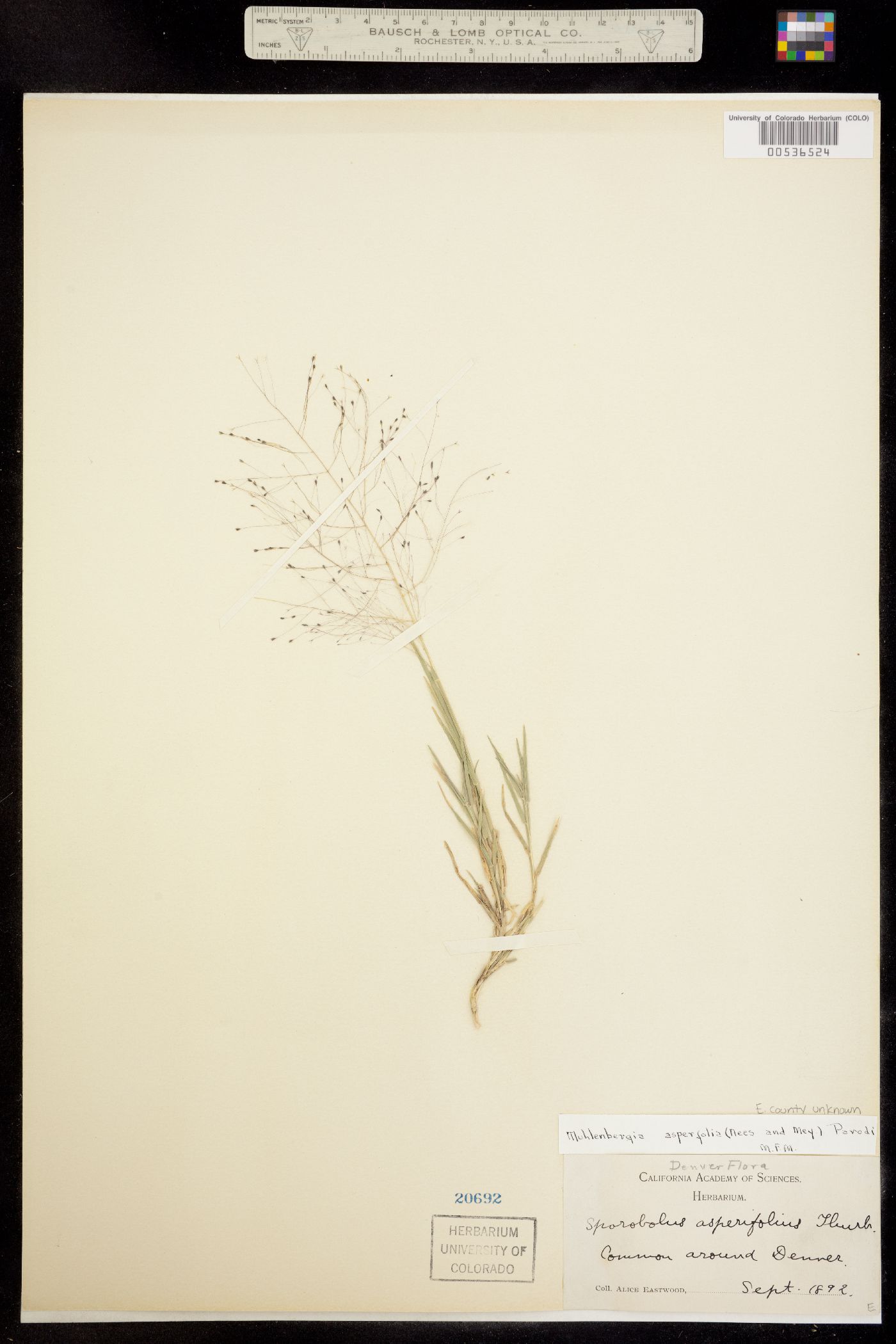 Muhlenbergia asperifolia image