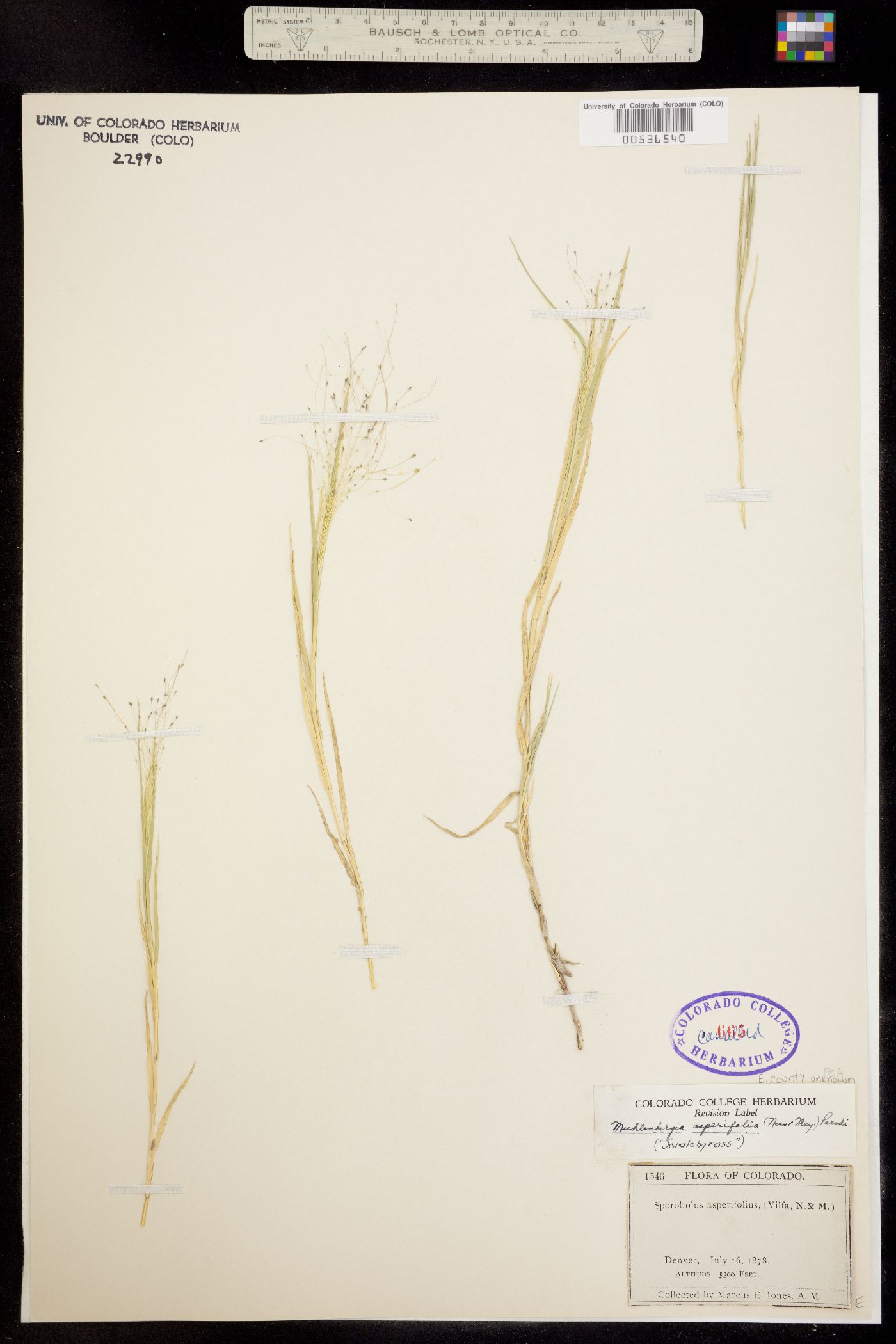 Muhlenbergia asperifolia image