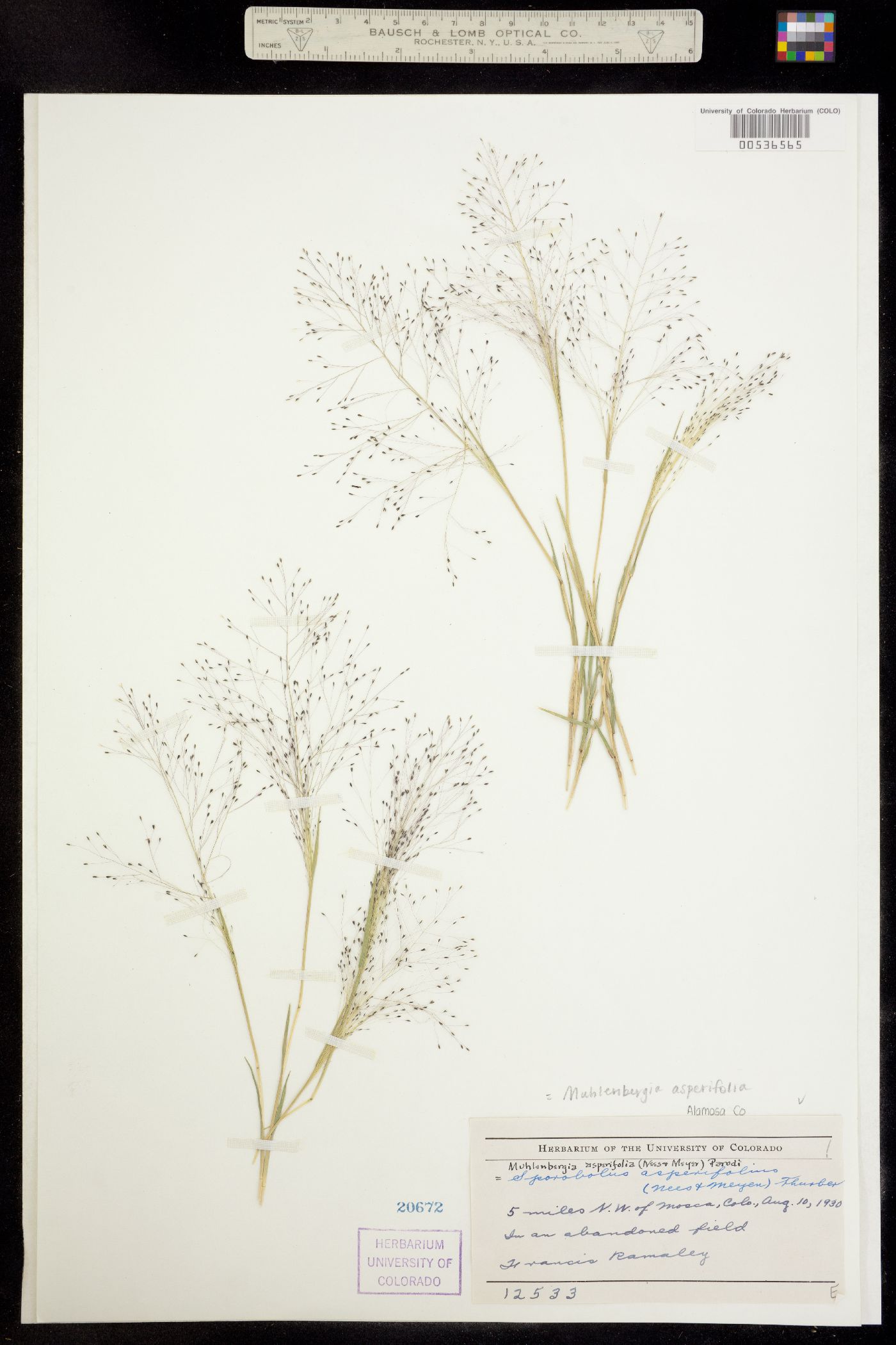 Muhlenbergia asperifolia image
