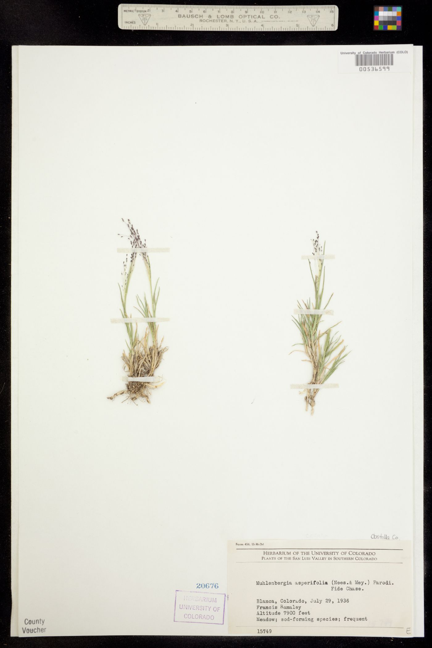 Muhlenbergia asperifolia image