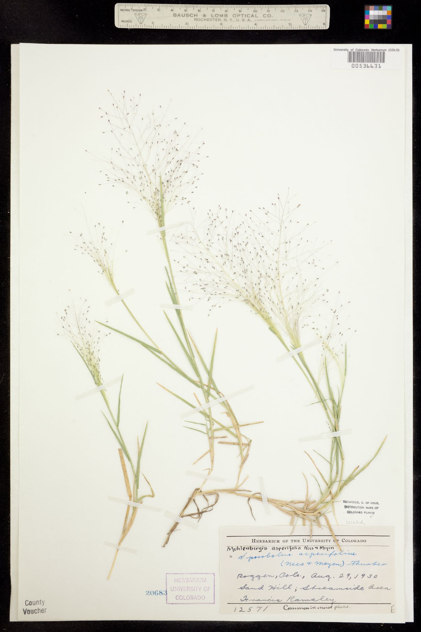 Muhlenbergia asperifolia image