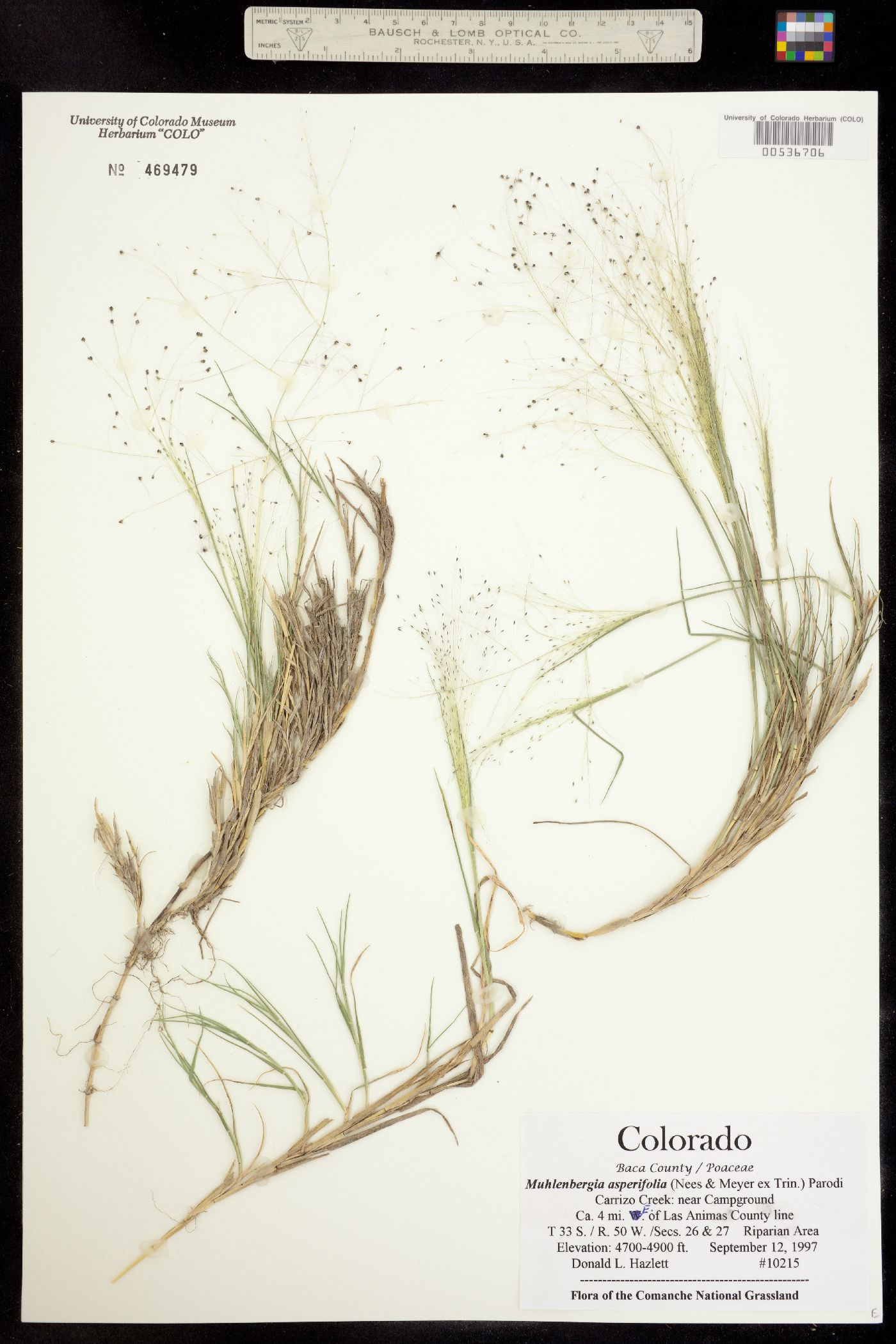 Muhlenbergia asperifolia image
