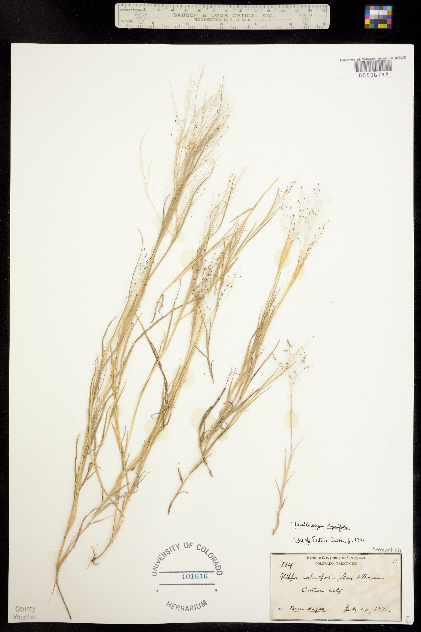 Muhlenbergia asperifolia image