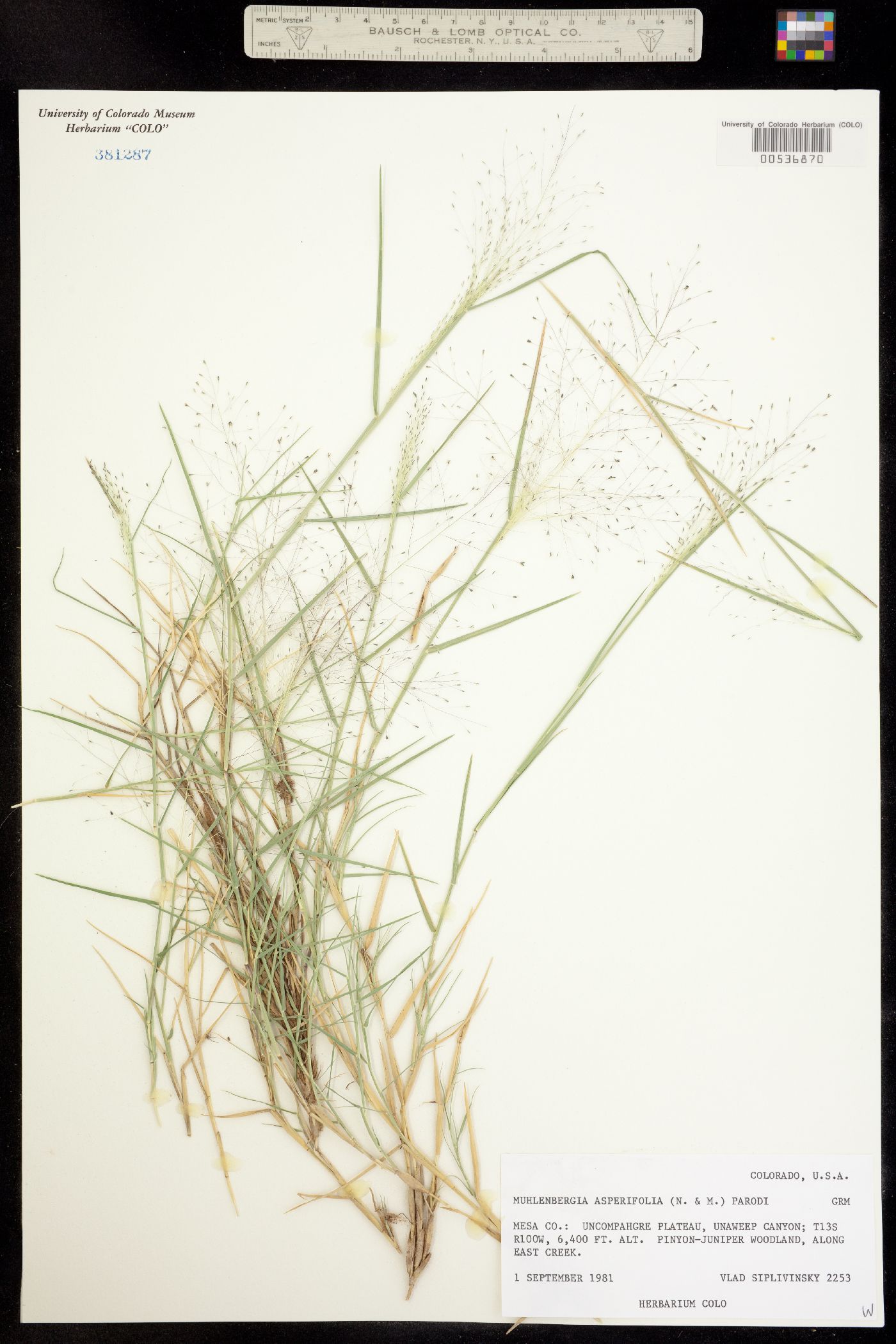 Muhlenbergia asperifolia image