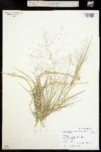 Muhlenbergia asperifolia image
