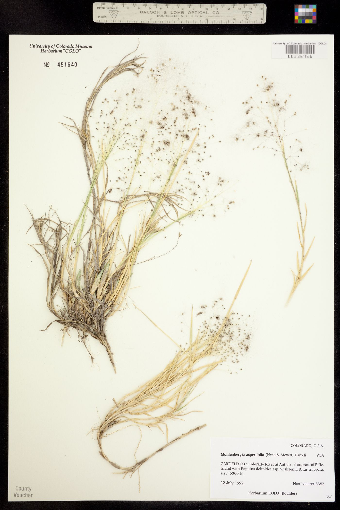 Muhlenbergia asperifolia image