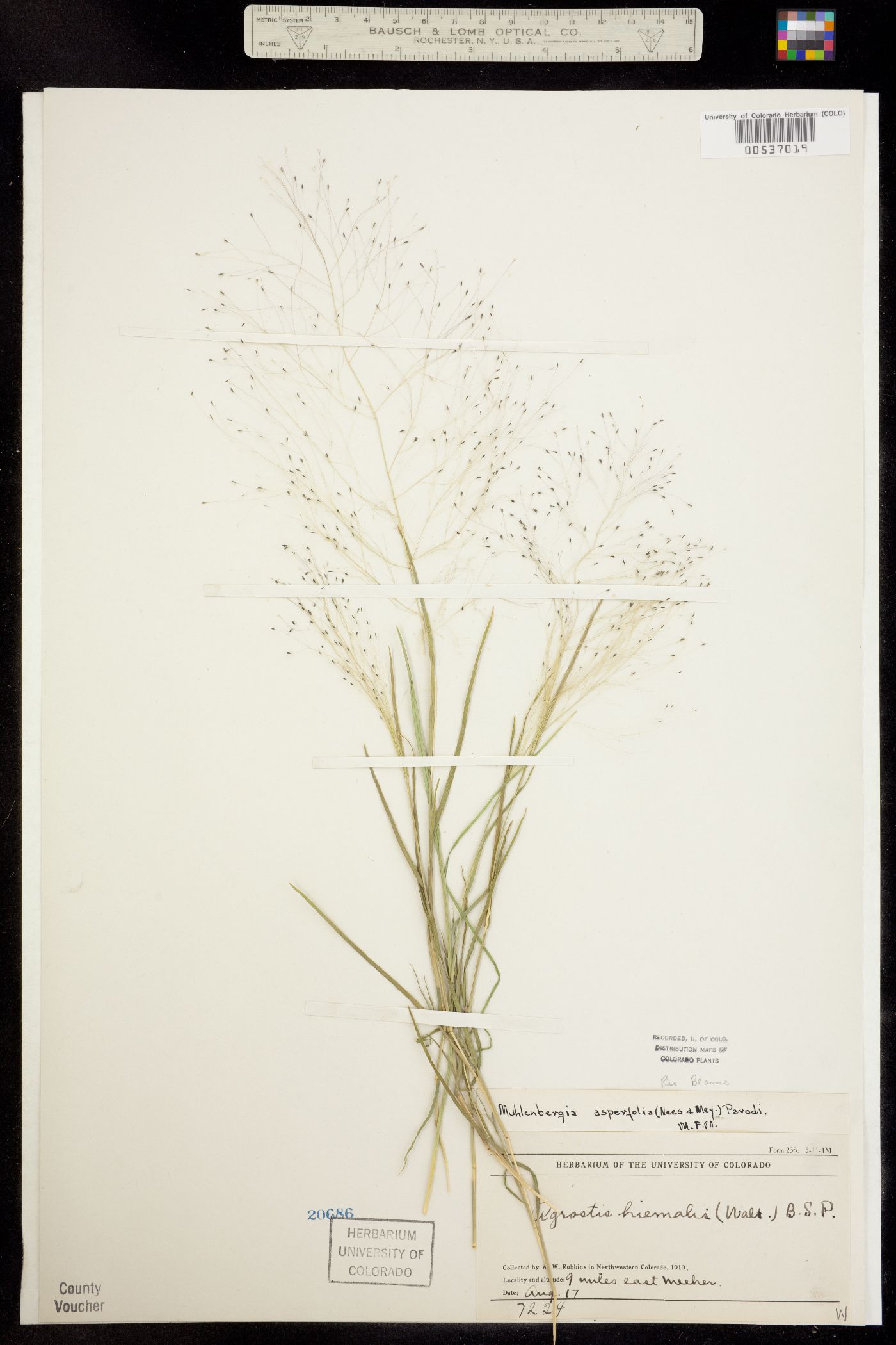 Muhlenbergia asperifolia image