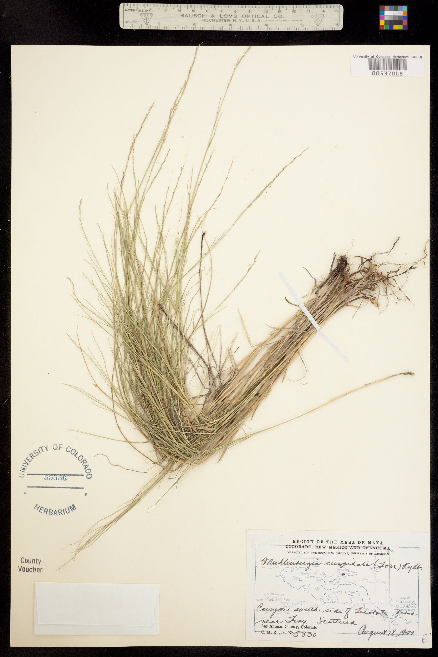 Muhlenbergia cuspidata image