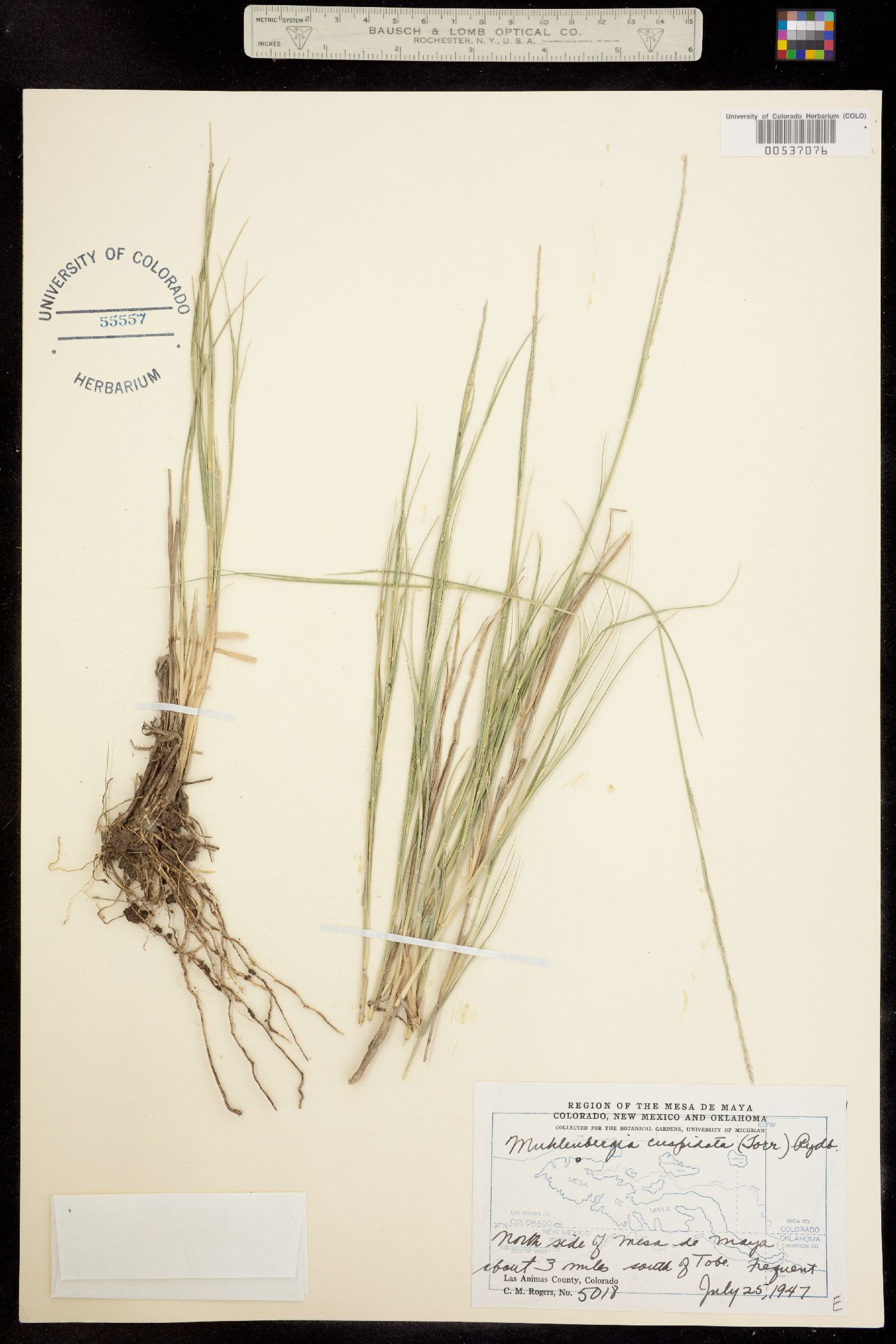 Muhlenbergia cuspidata image