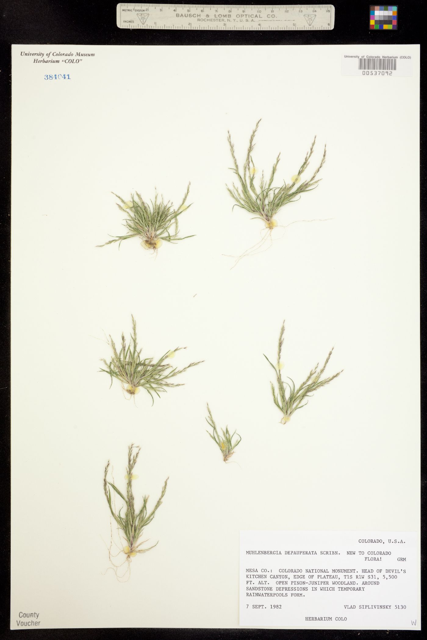 Muhlenbergia depauperata image