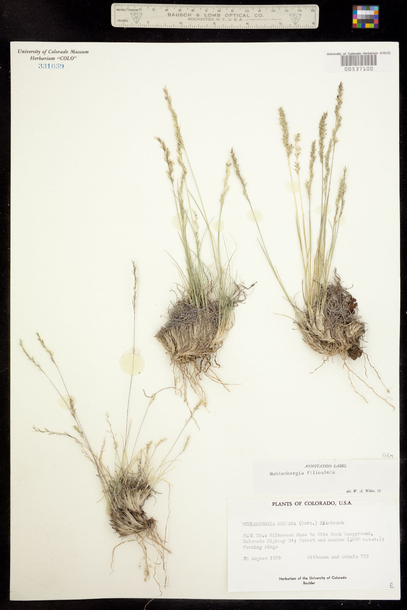 Muhlenbergia filiculmis image