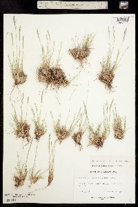 Muhlenbergia filiculmis image
