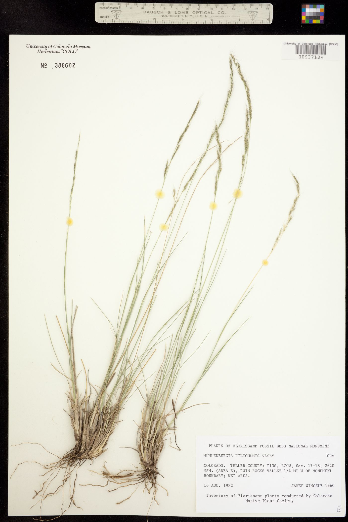 Muhlenbergia montana image