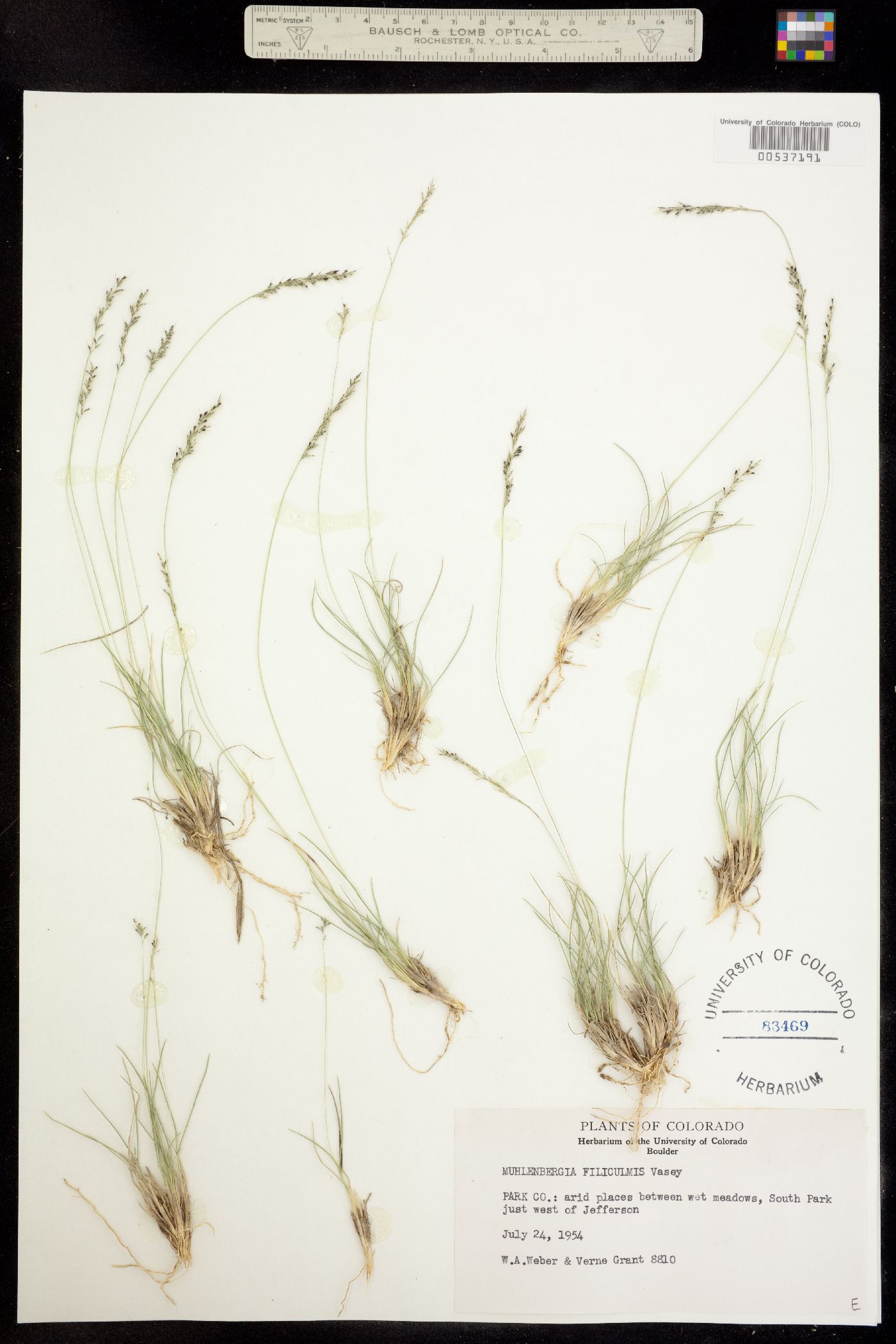 Muhlenbergia filiculmis image