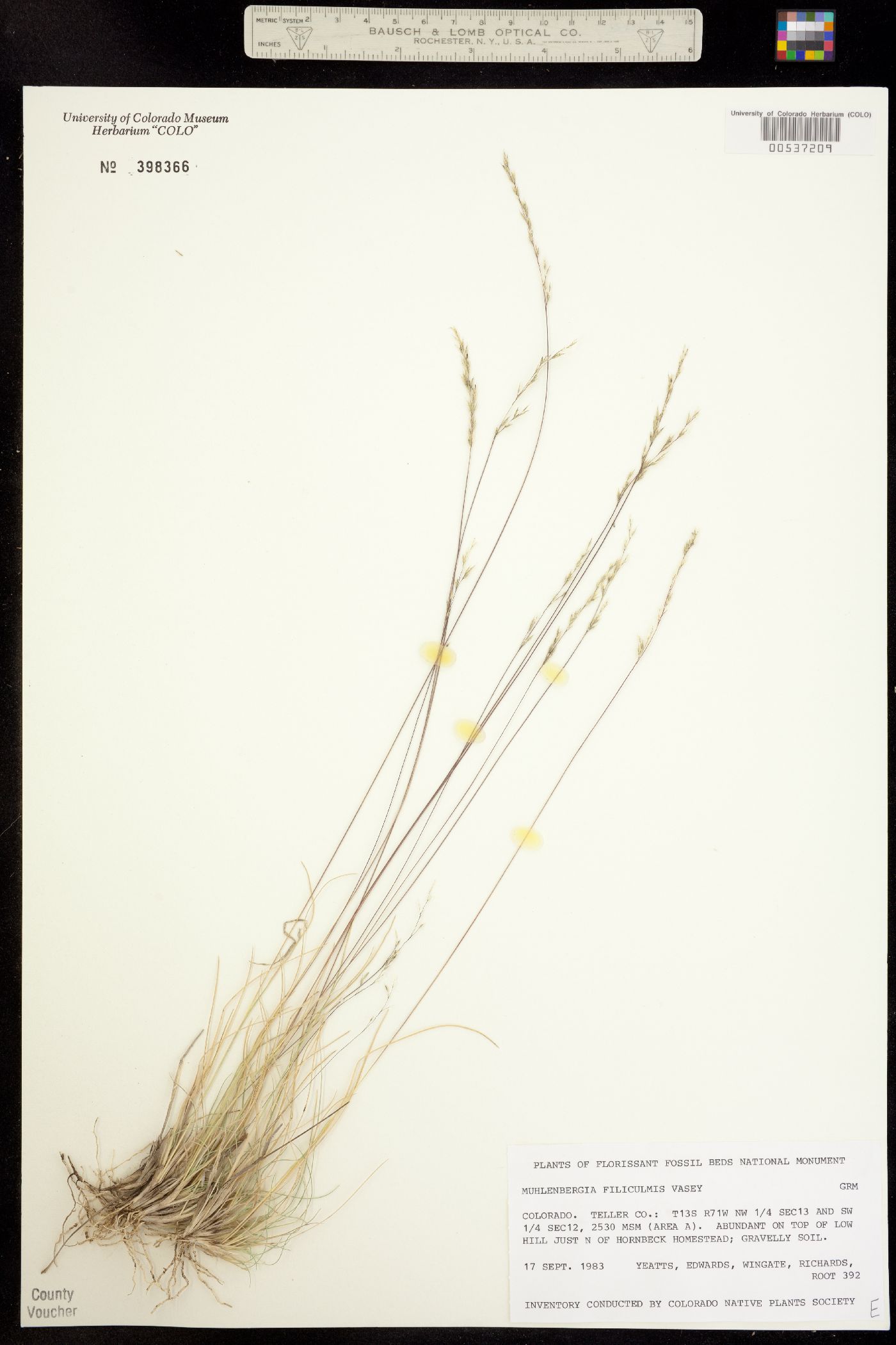 Muhlenbergia image