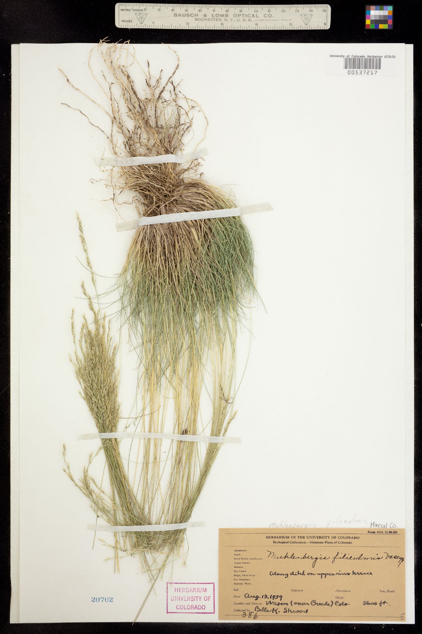 Muhlenbergia filiculmis image