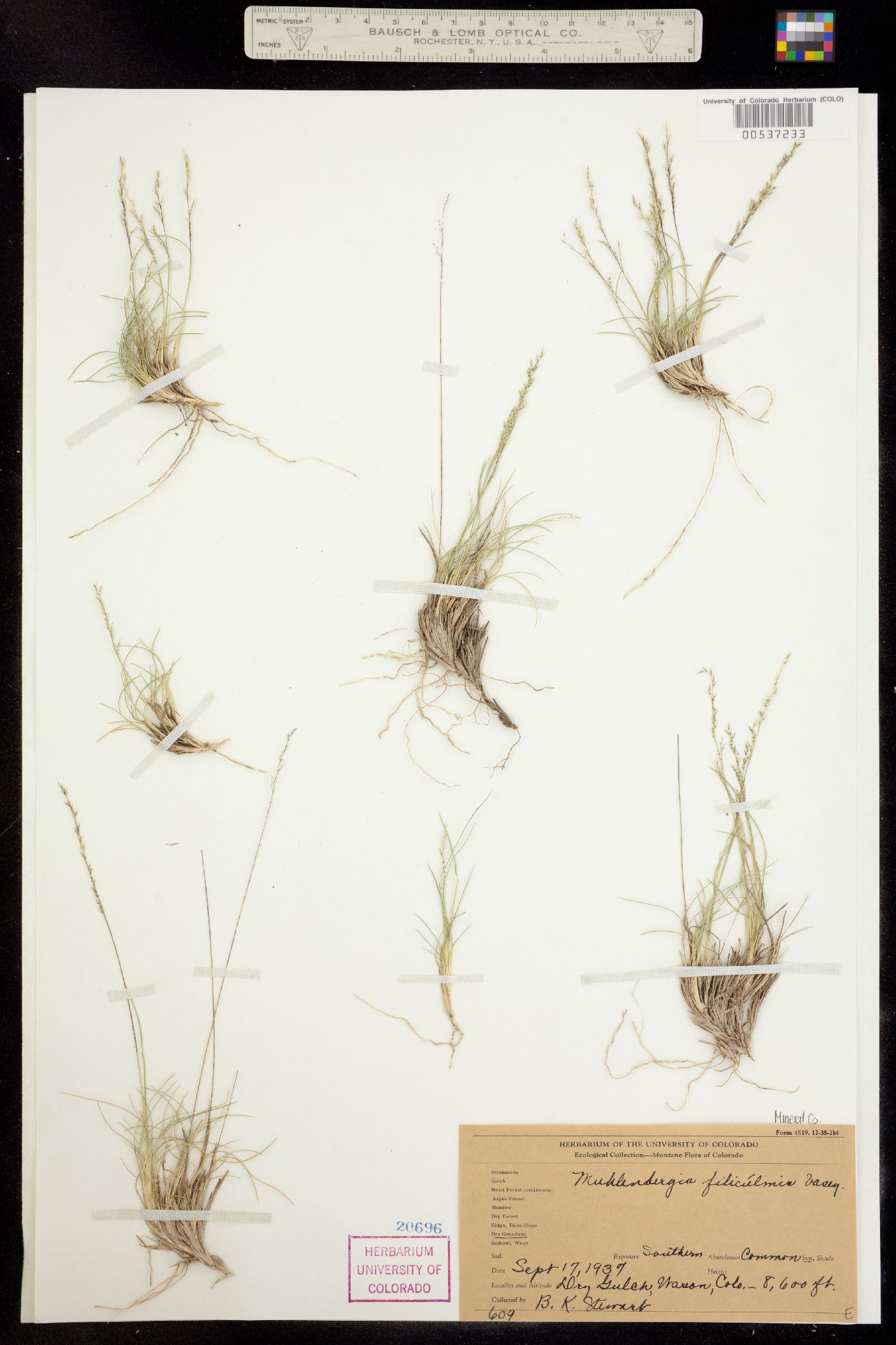 Muhlenbergia filiculmis image