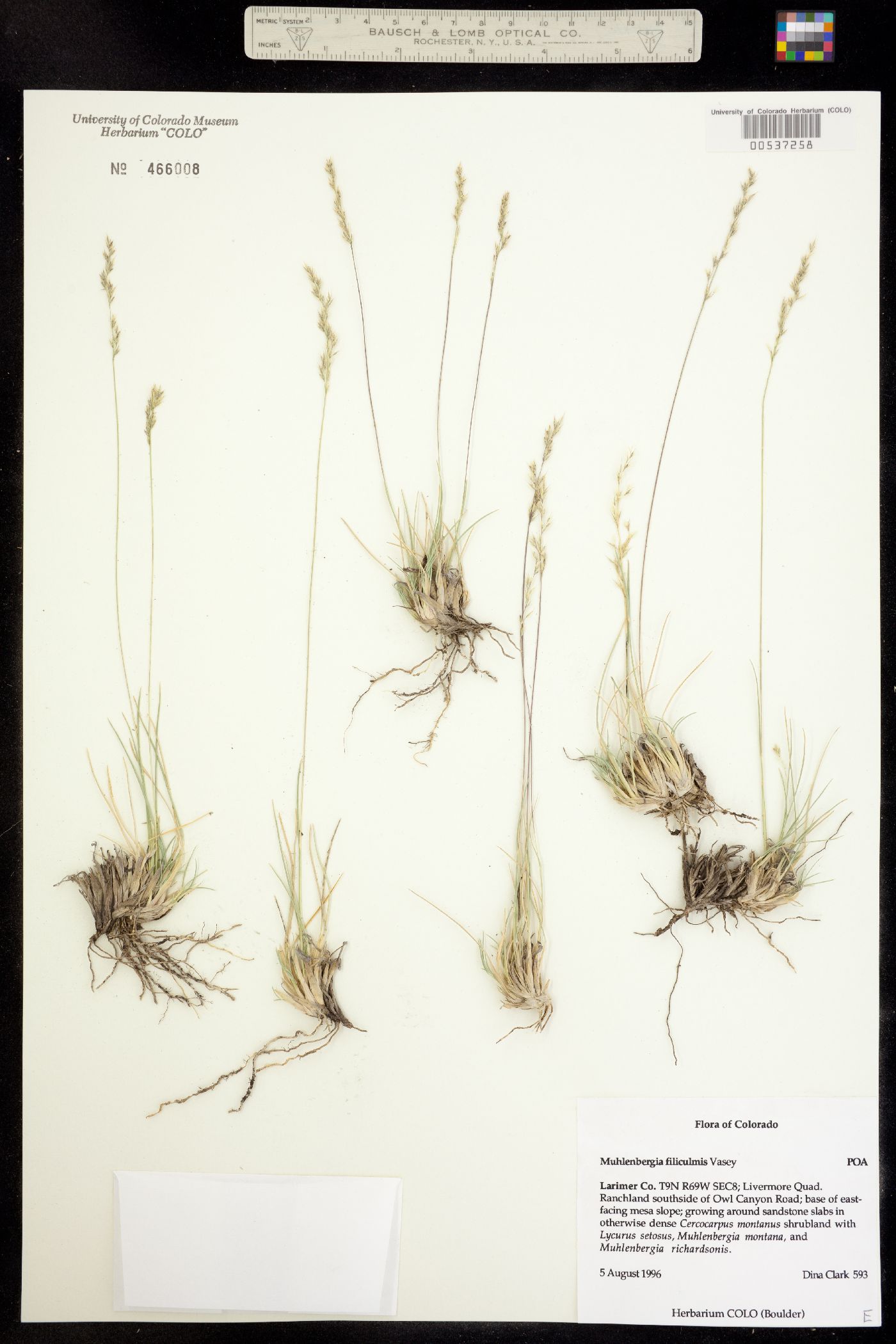 Muhlenbergia filiculmis image