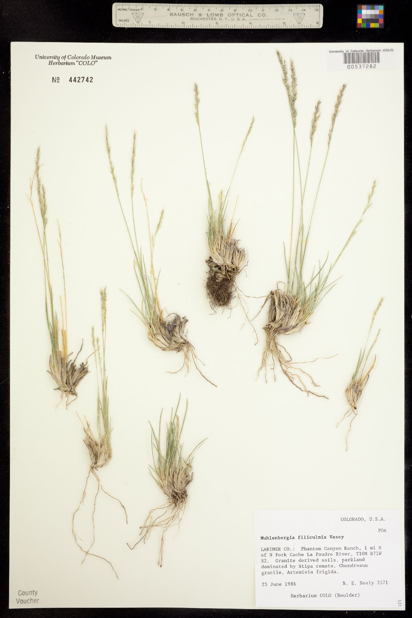 Muhlenbergia filiculmis image