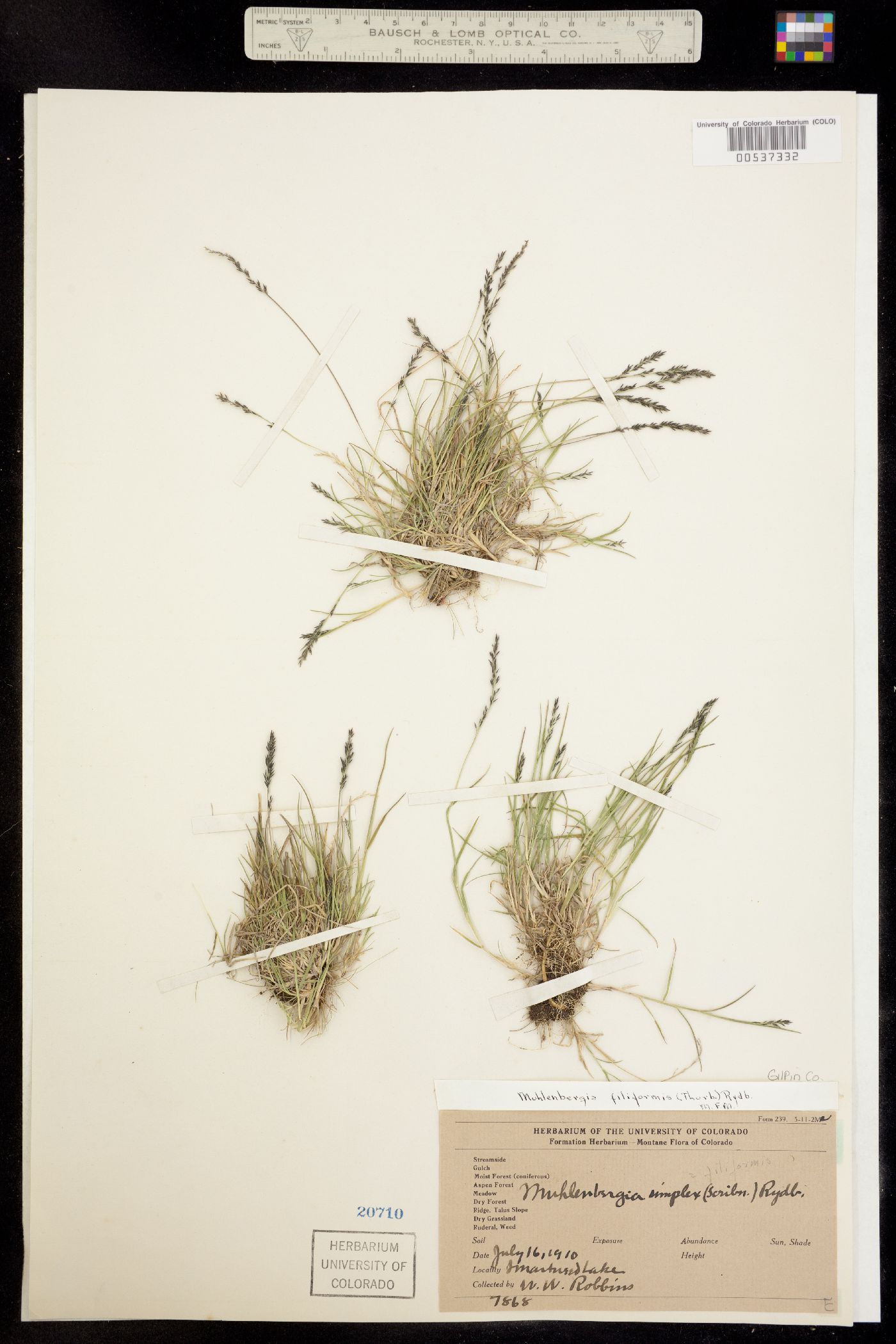 Muhlenbergia filiformis image