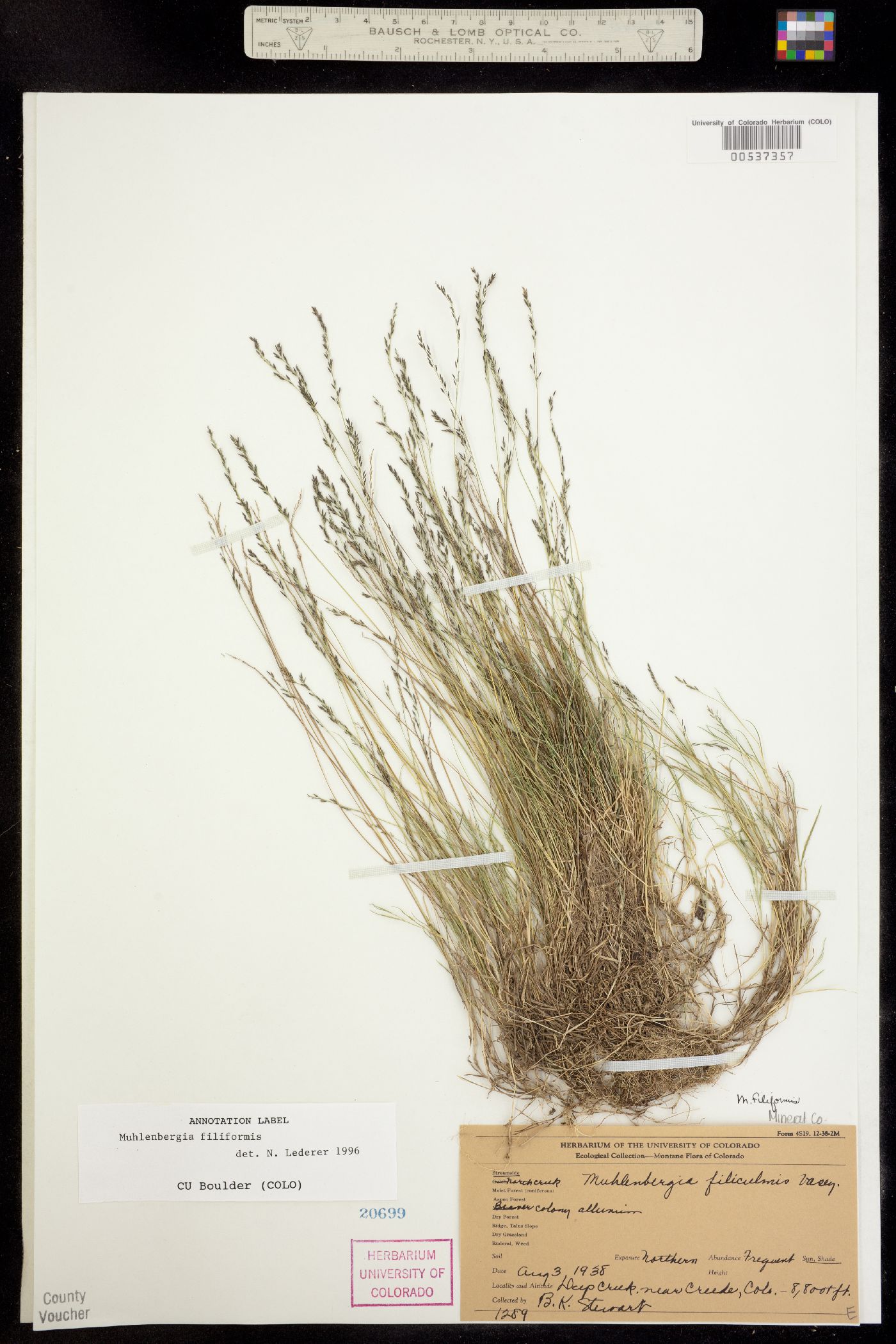 Muhlenbergia filiformis image