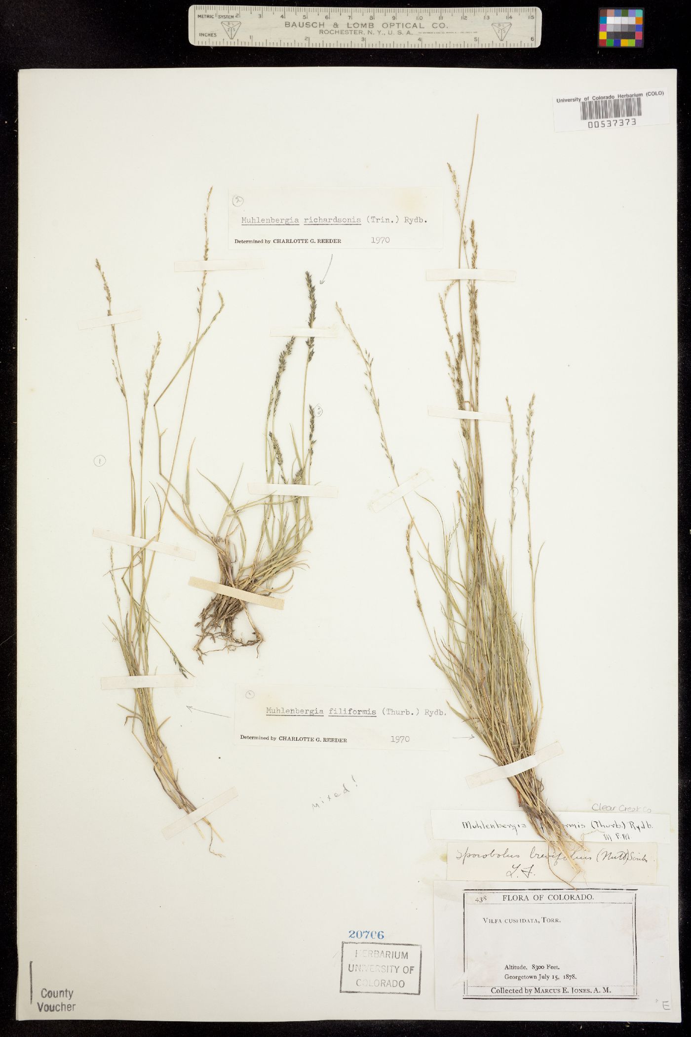 Muhlenbergia filiformis image