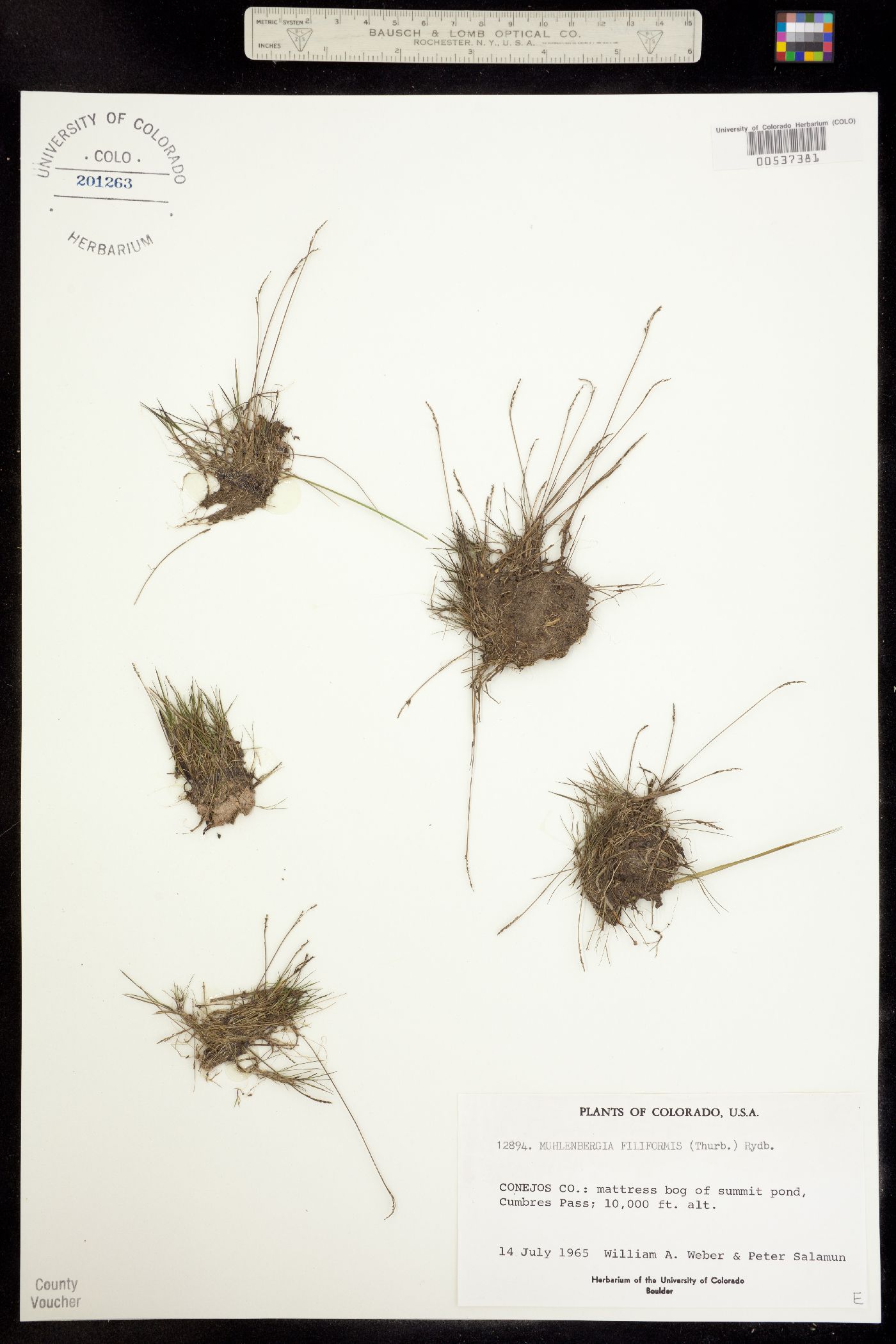 Muhlenbergia filiformis image