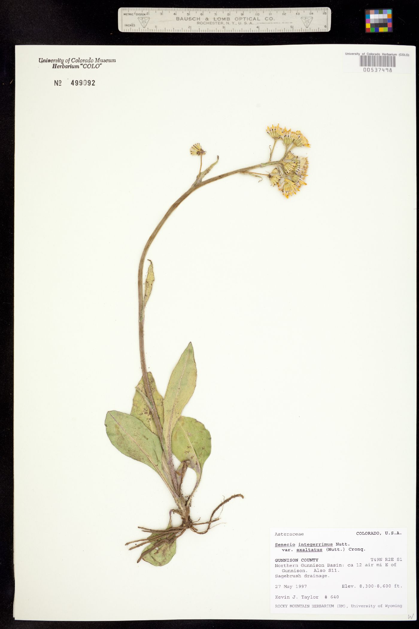 Senecio integerrimus image