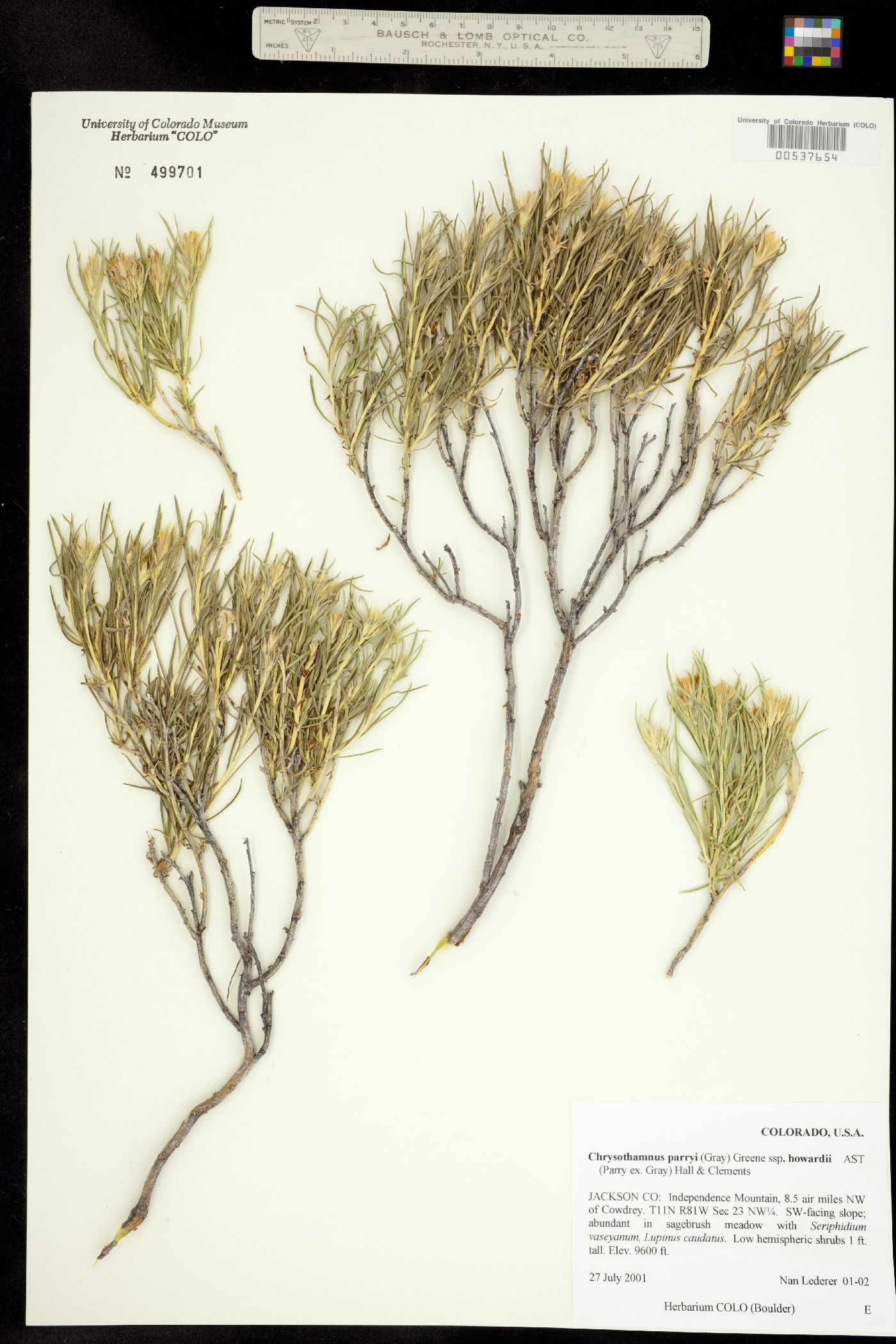 Chrysothamnus parryi ssp. howardii image