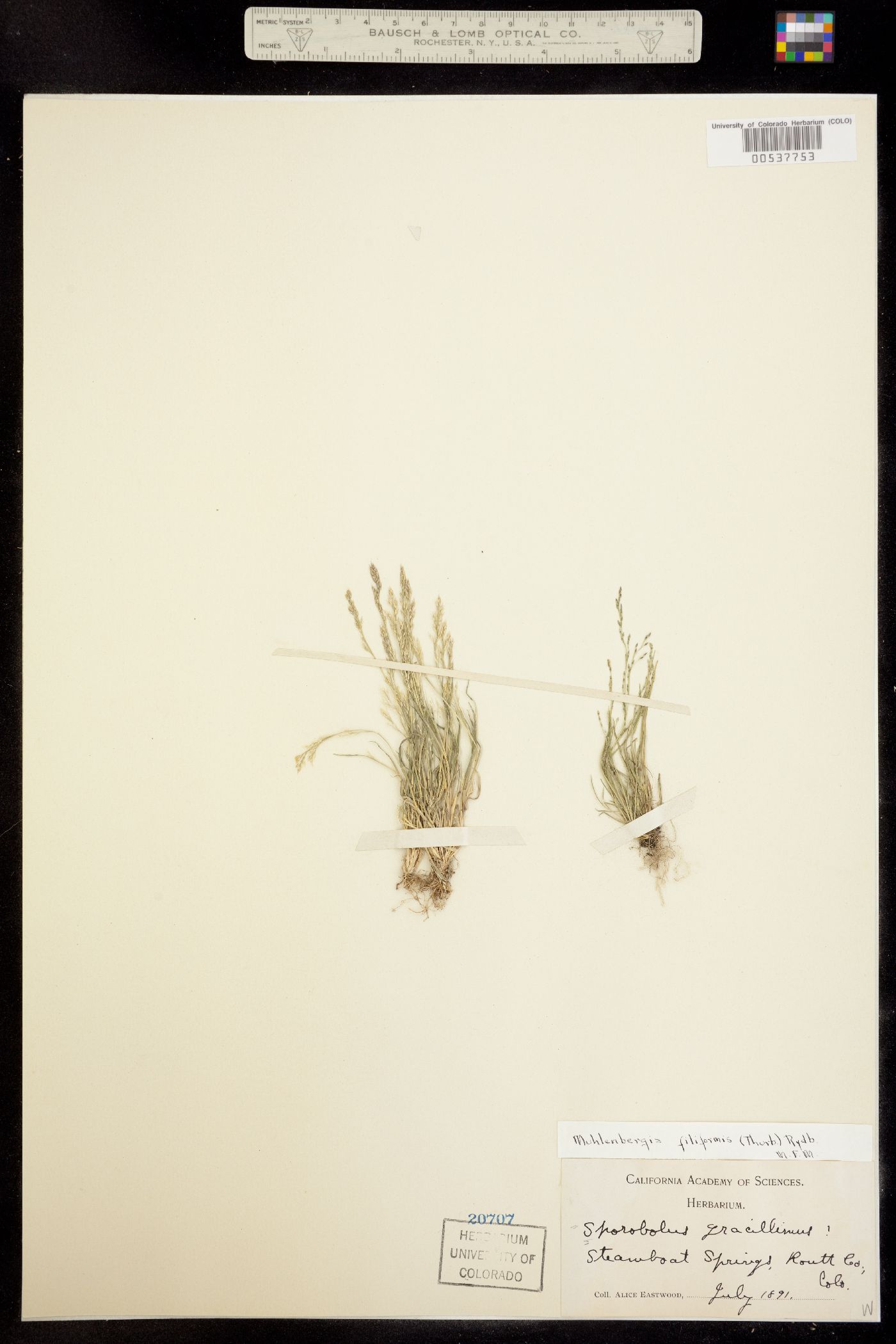 Muhlenbergia filiformis image