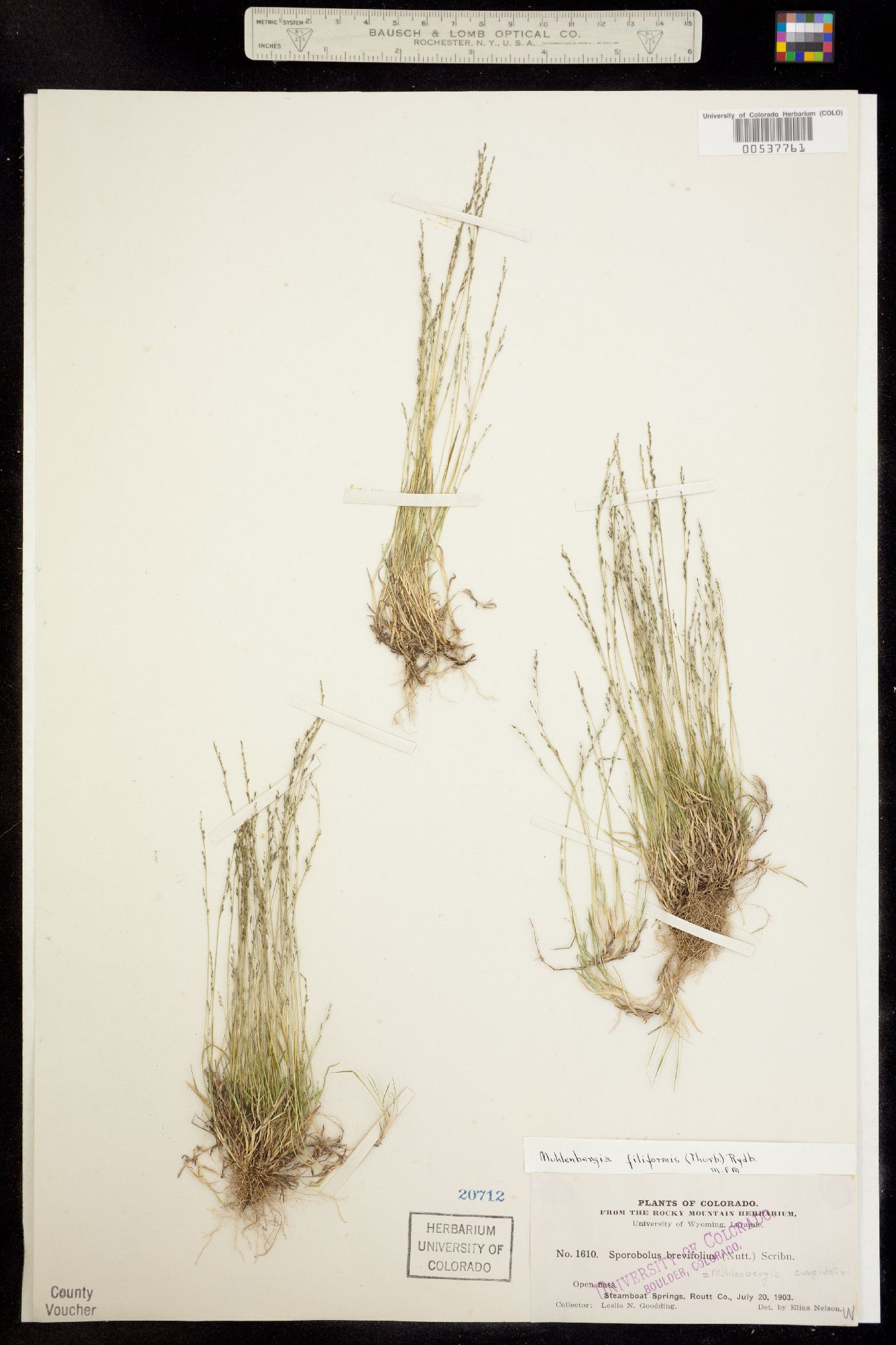 Muhlenbergia filiformis image