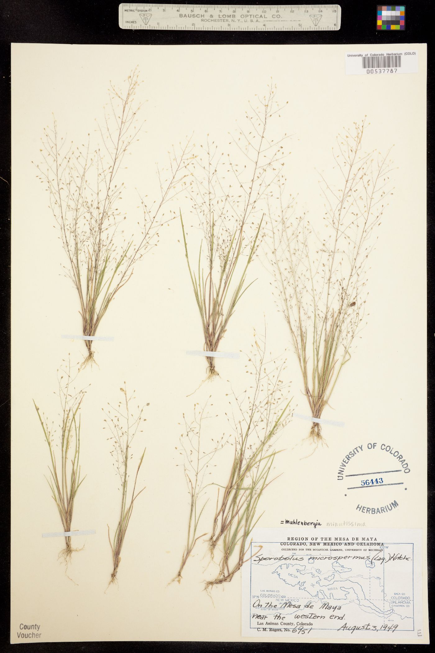 Muhlenbergia minutissima image
