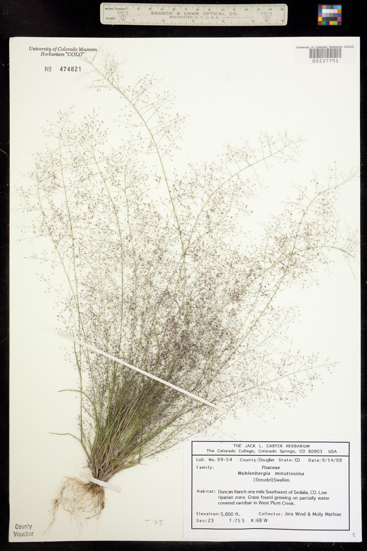 Muhlenbergia minutissima image