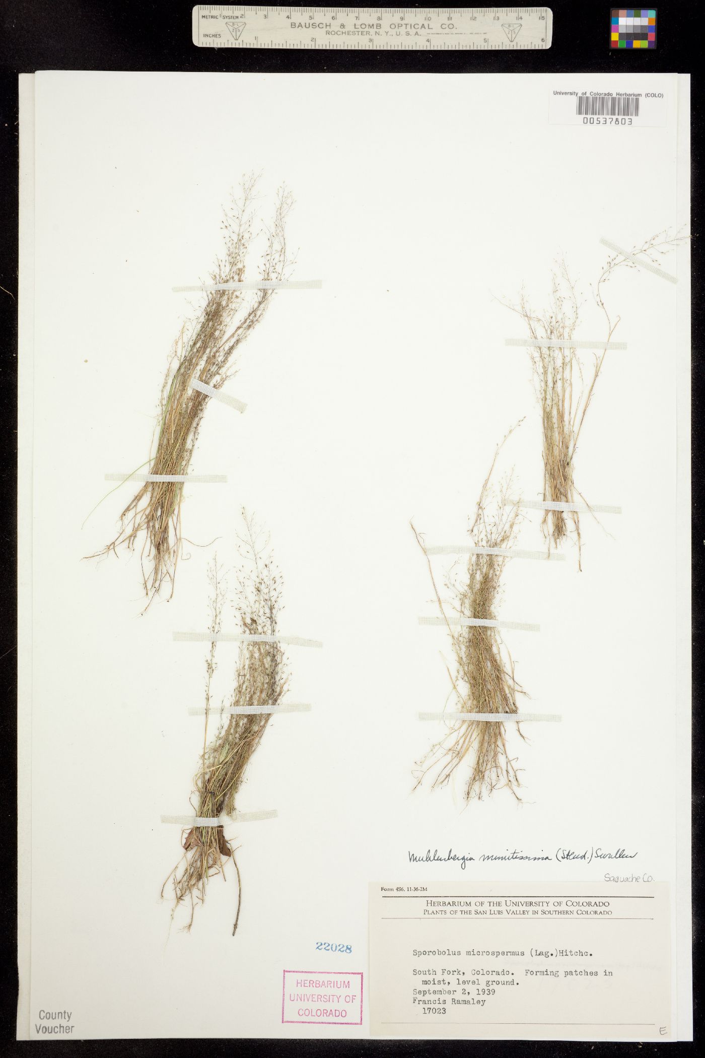 Muhlenbergia minutissima image