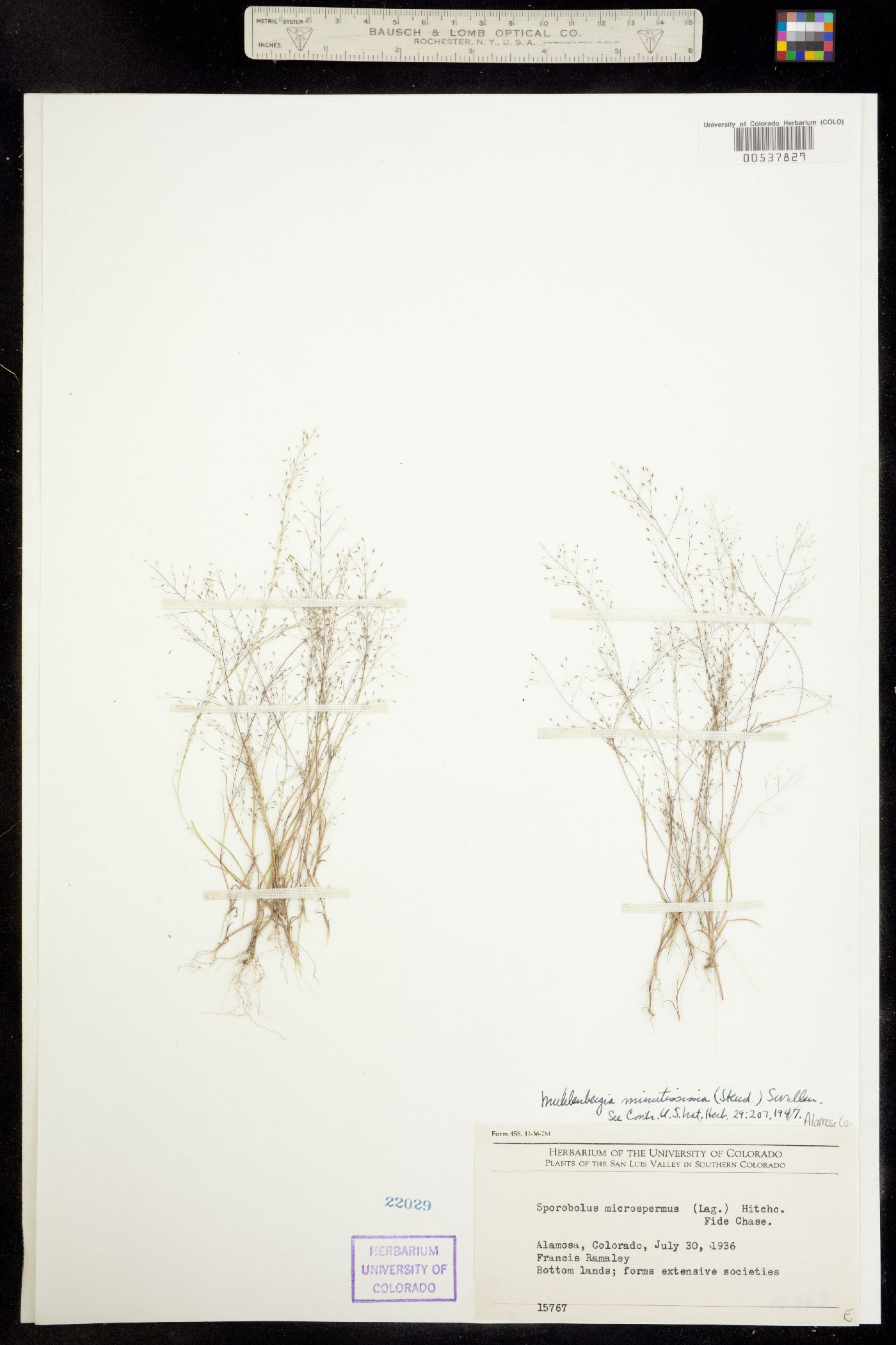 Muhlenbergia minutissima image