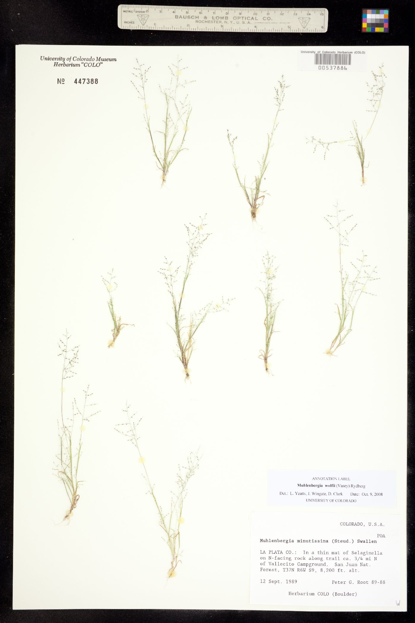 Muhlenbergia ramulosa image