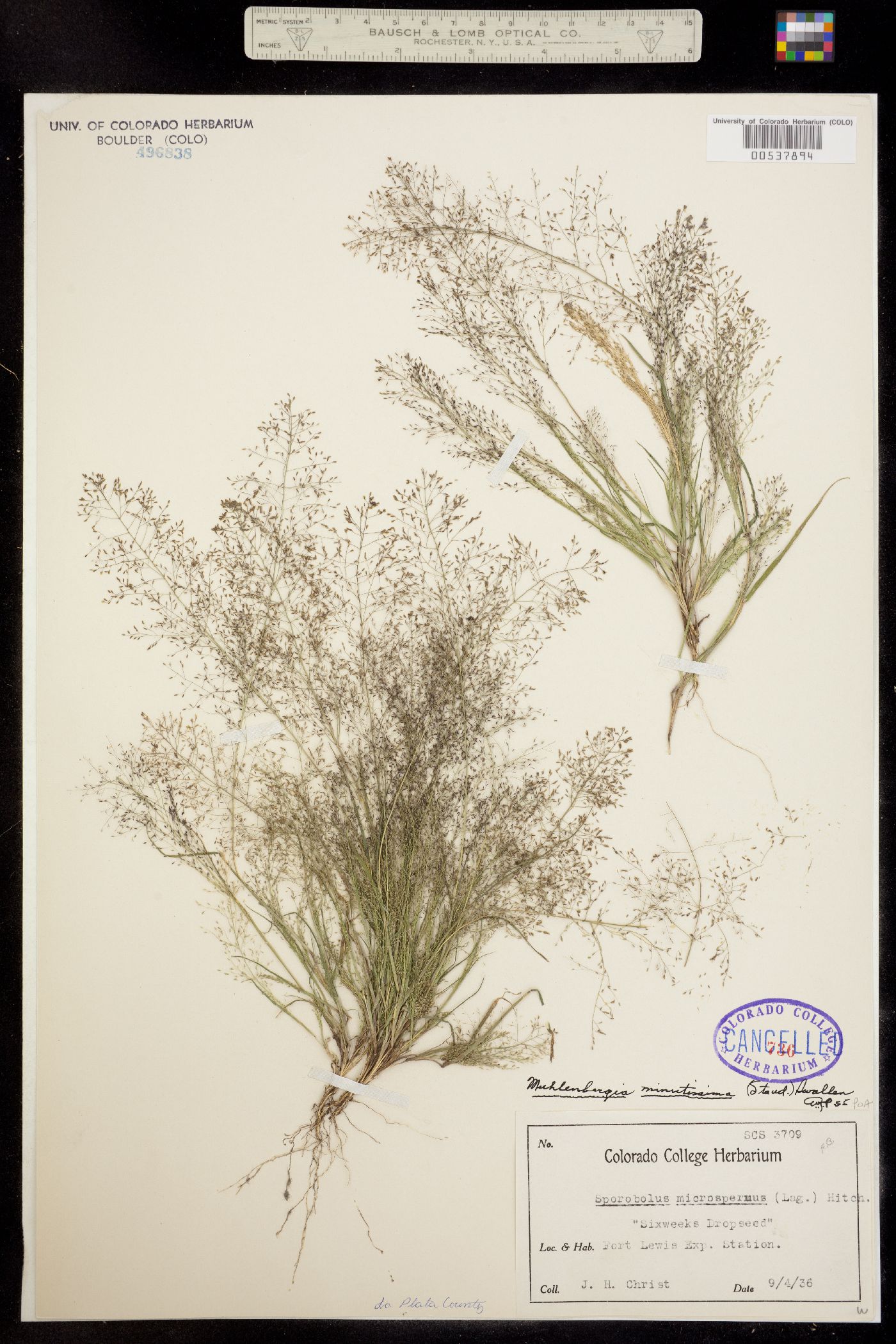 Muhlenbergia minutissima image