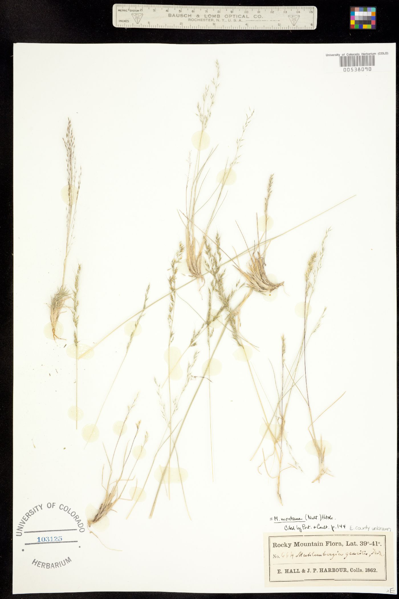 Muhlenbergia image