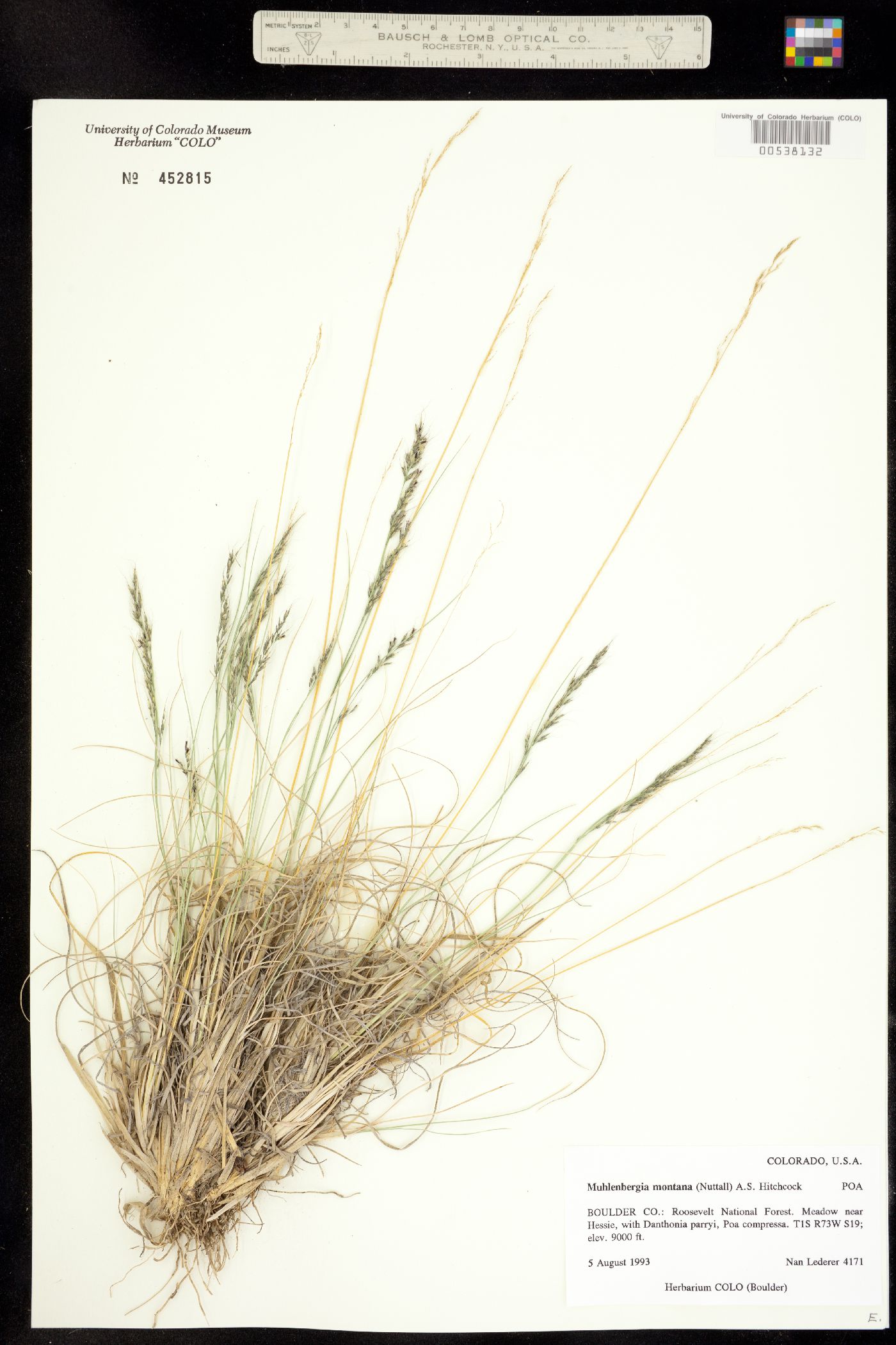 Muhlenbergia image