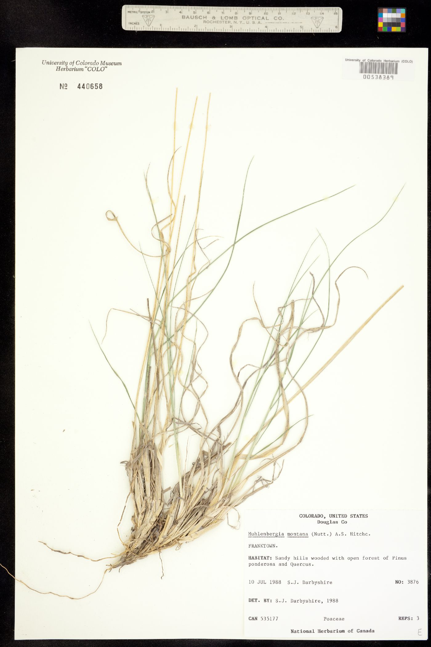 Muhlenbergia image