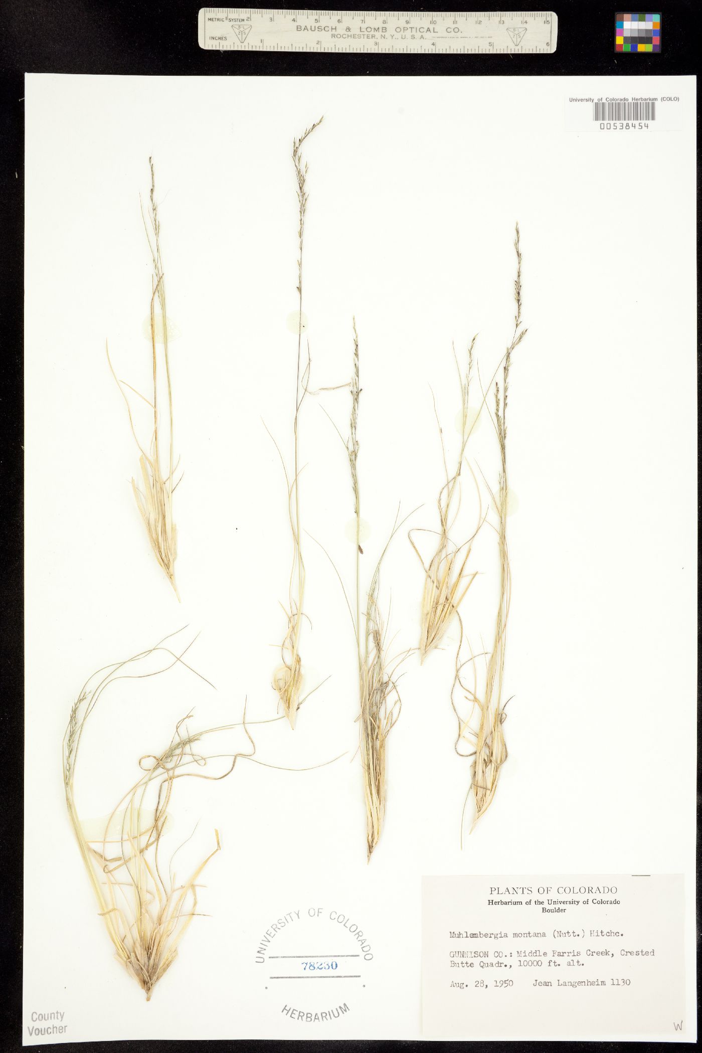 Muhlenbergia image