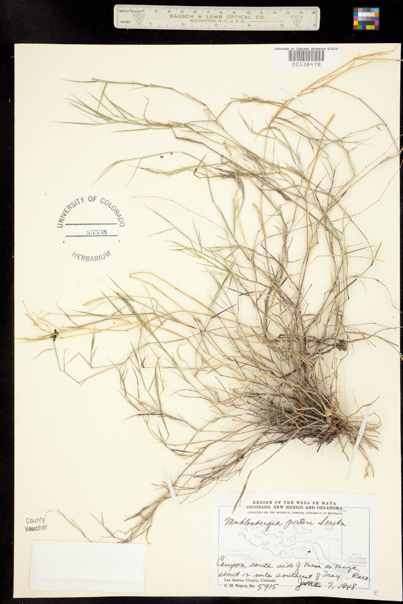 Muhlenbergia porteri image