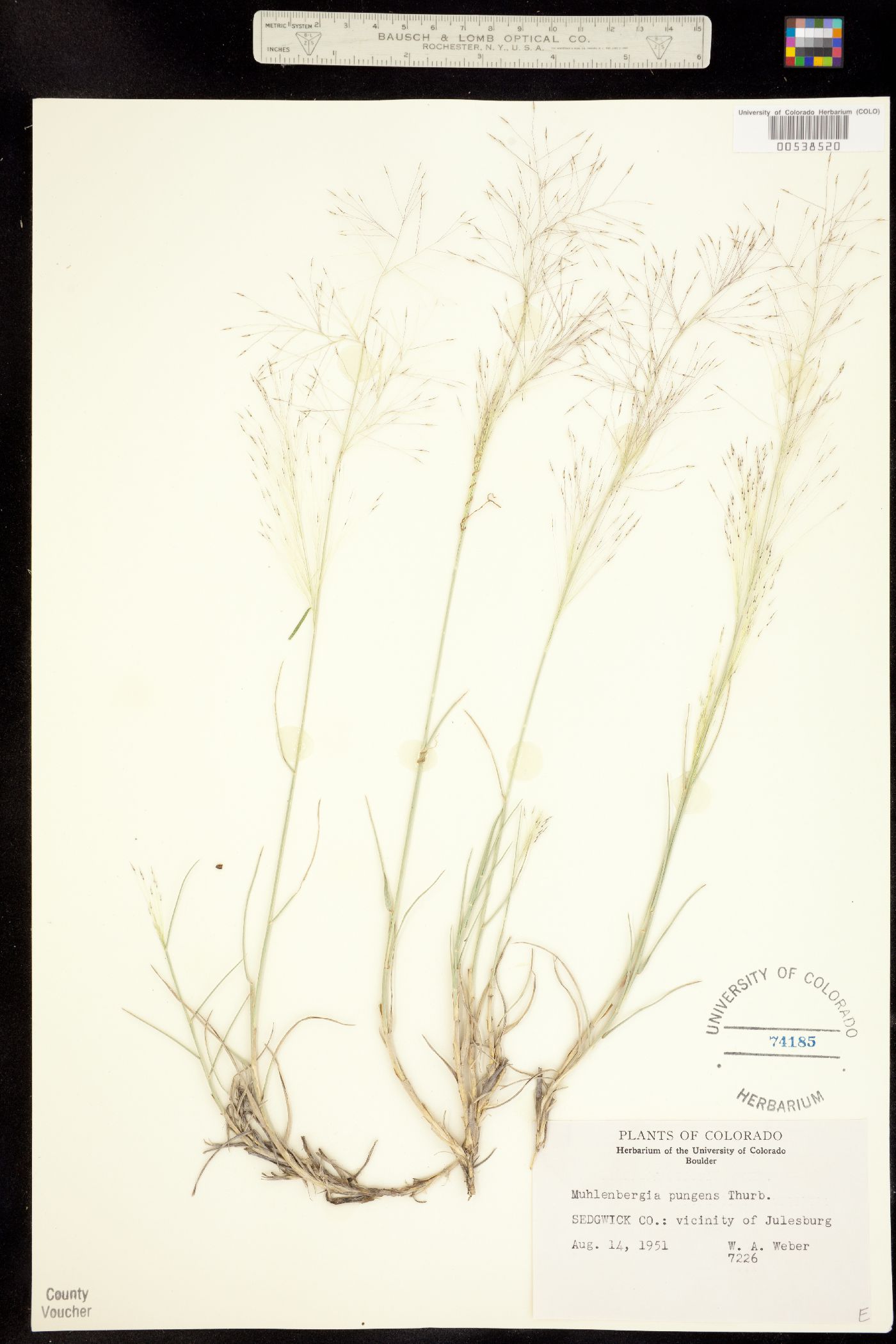 Muhlenbergia pungens image