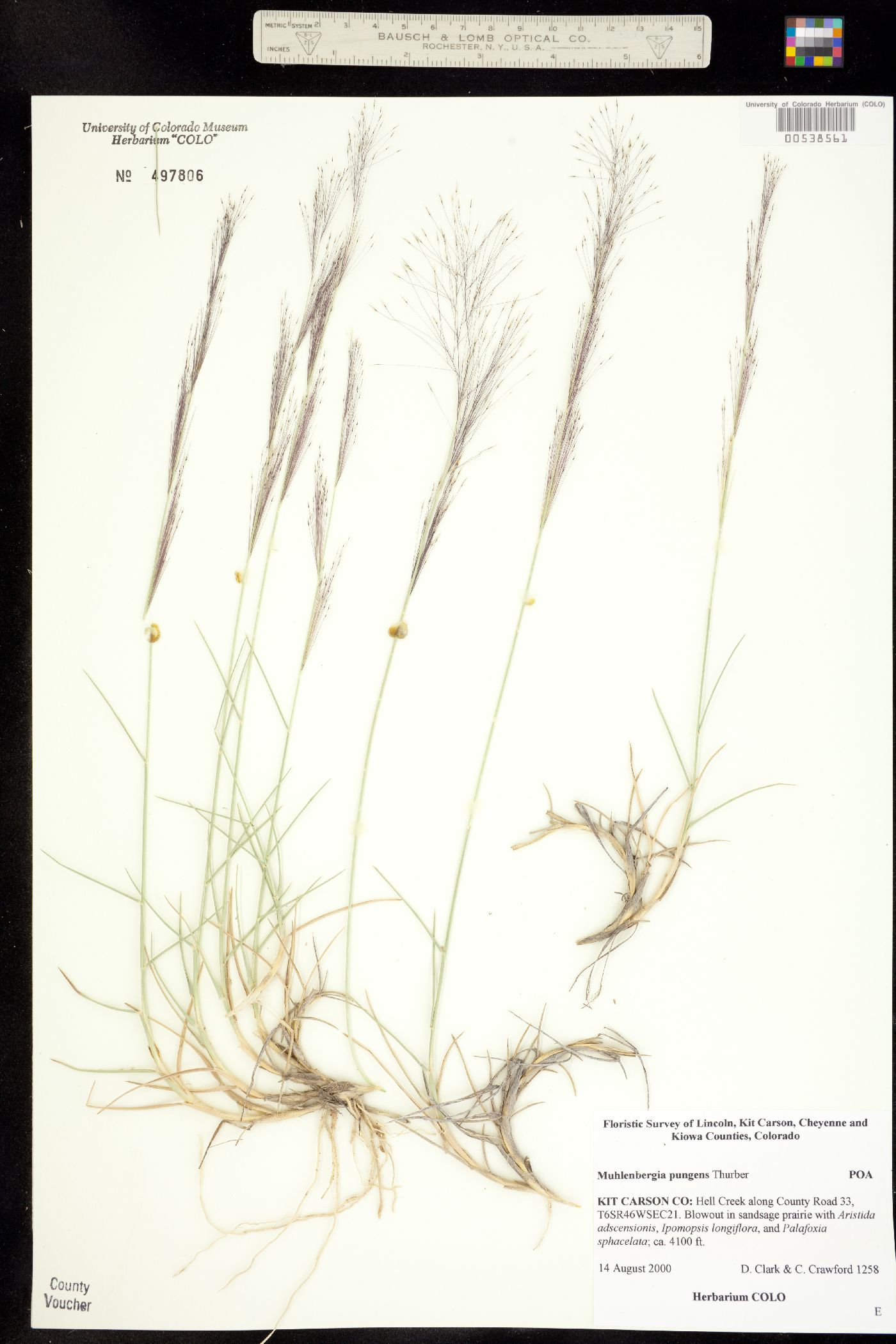 Muhlenbergia pungens image