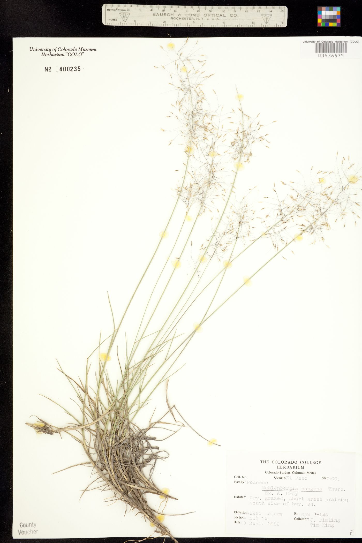Muhlenbergia image