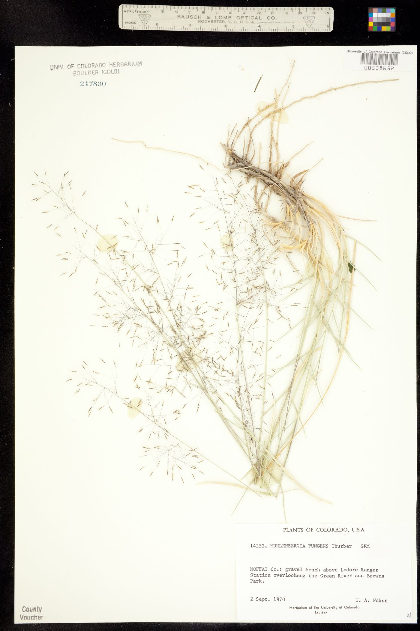 Muhlenbergia pungens image